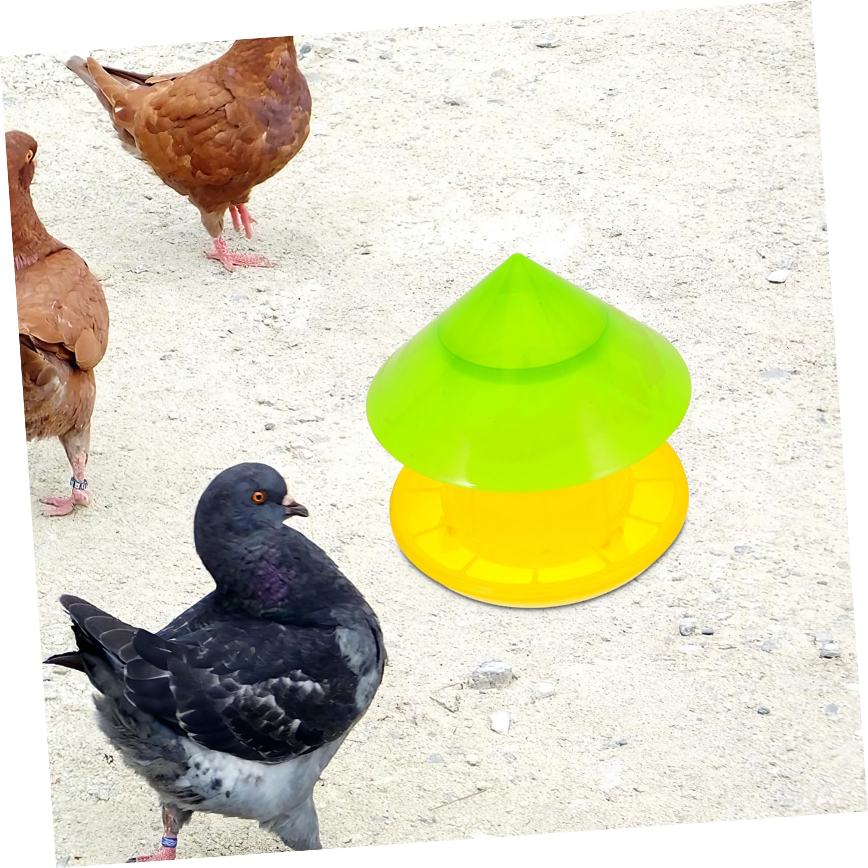 POPETPOP Mangiatoia Per Galline Mangiatoia Per Pollame Contenitore Per Alimenti Ciotola Per Cibo Piatto Per Alimentazione Distributore Di Cibo Per Piccioni