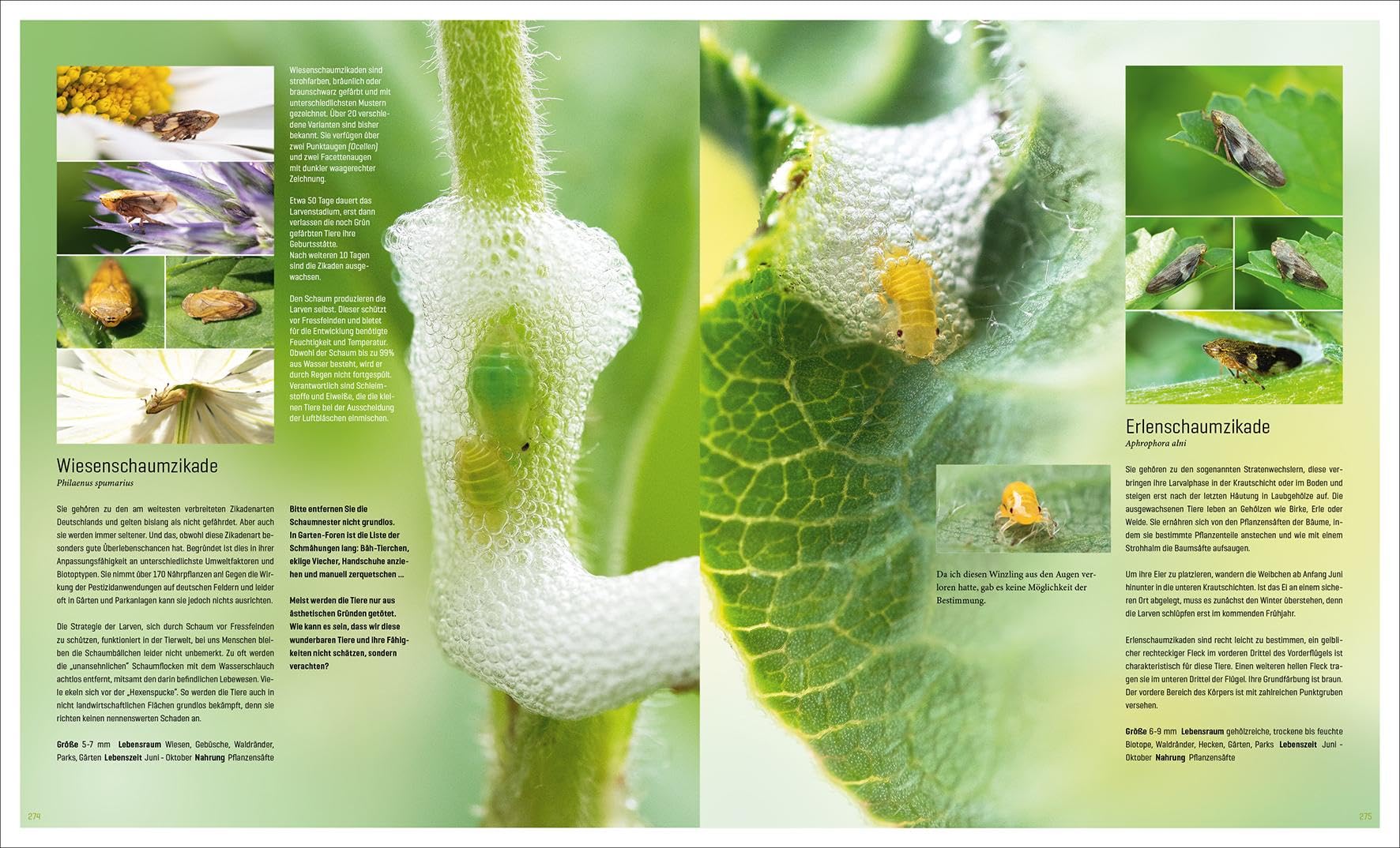 Mein Artenretter Garten: Mit den richtigen Pflanzen & Strukturen die Insektenvielfalt fördern