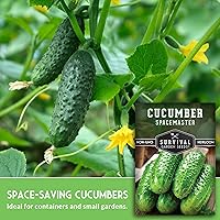 Vista 3 de Semillas de pepino Spacemaster para plantar Variedad compacta autóctona sin OMG para jardines de espacios pequeños – Semillas de jardín