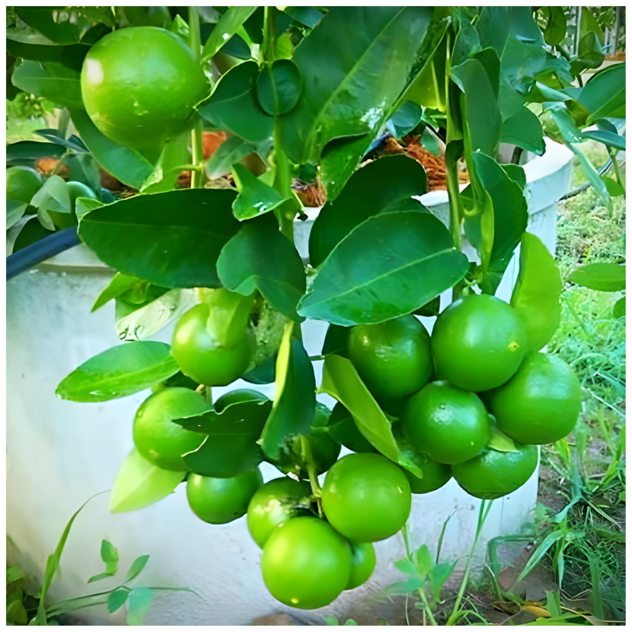World Green Plant Grafted Lemon Plant Seed Less Lemon Dwarf Live Plant - Green Nimbu Plant (B0DFD4R4F6) Amazon Price History, Amazon Price Tracker