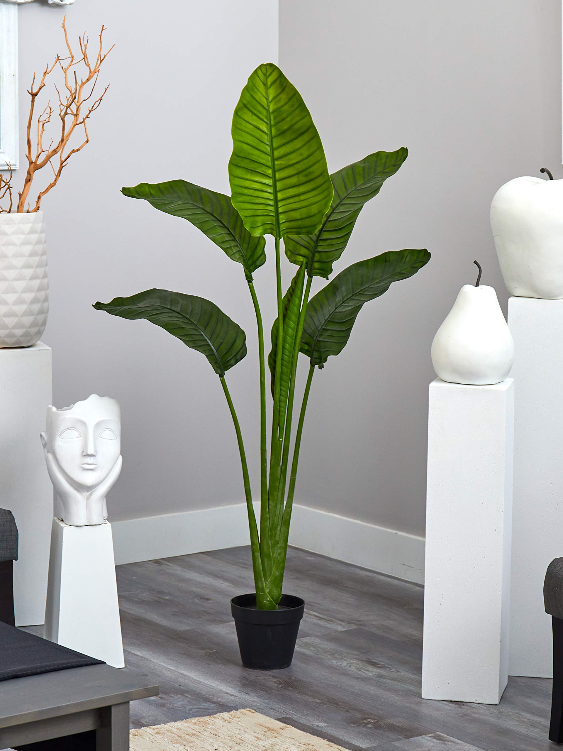 Kaitlyn Quiet Night × Travelers Palm/M Traveler Palm – Garden Sensation