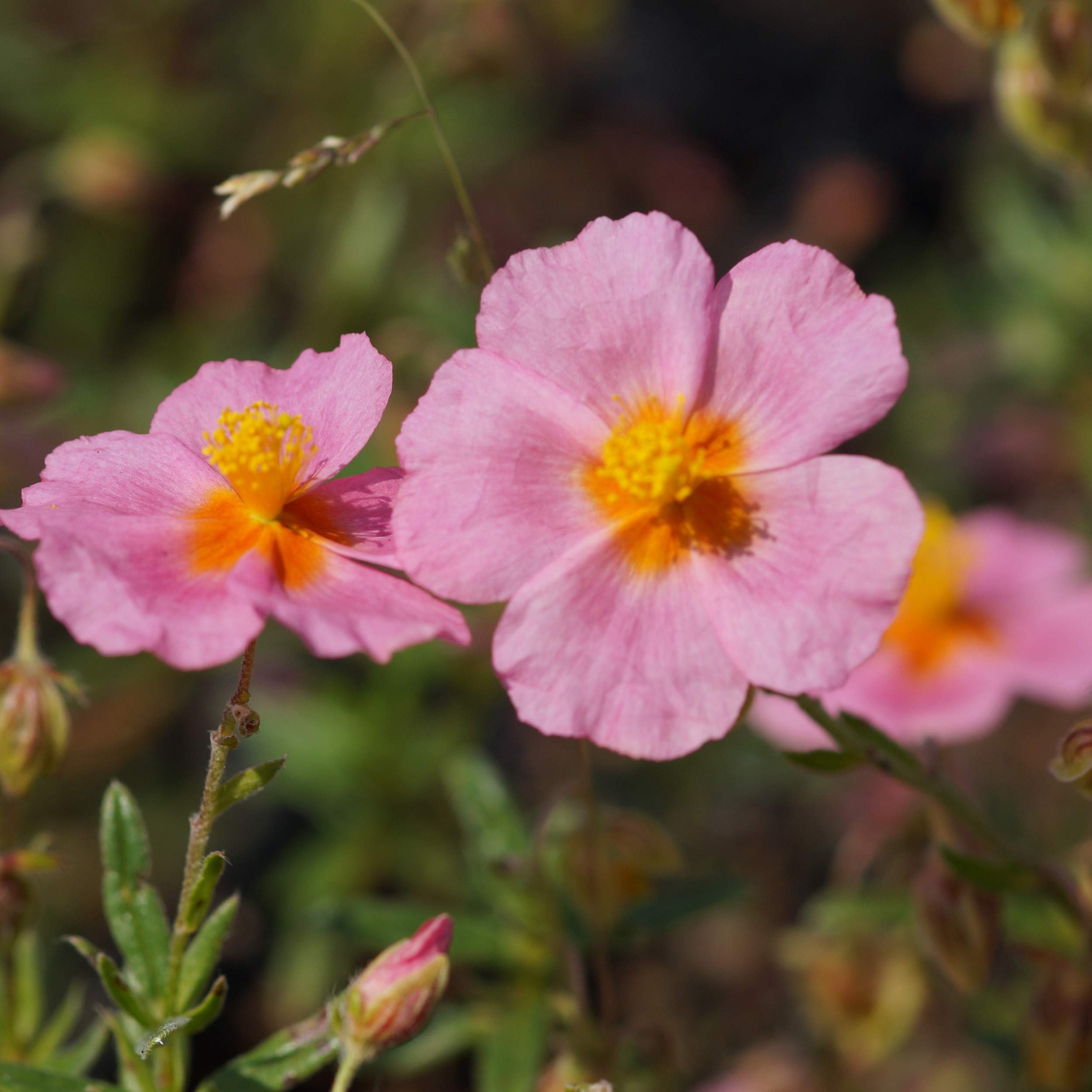 Blumixx Stauden Helianthemum 'Lawrensons Pink' – Sonnenröschen Karminrosa, Winterhart, 9-cm-Topf