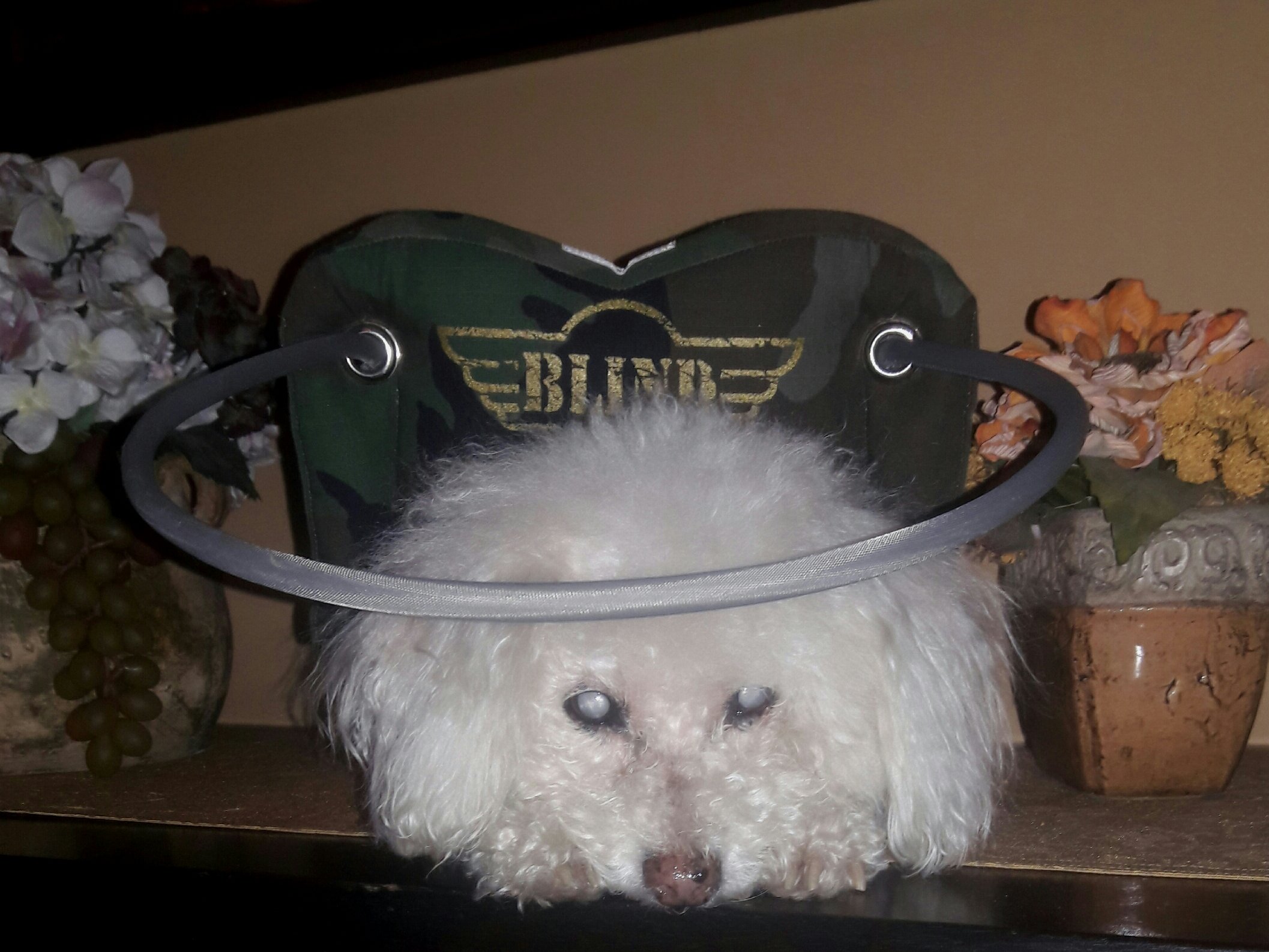 Muffin's Halo Guide Camouflage, Large - Image 2