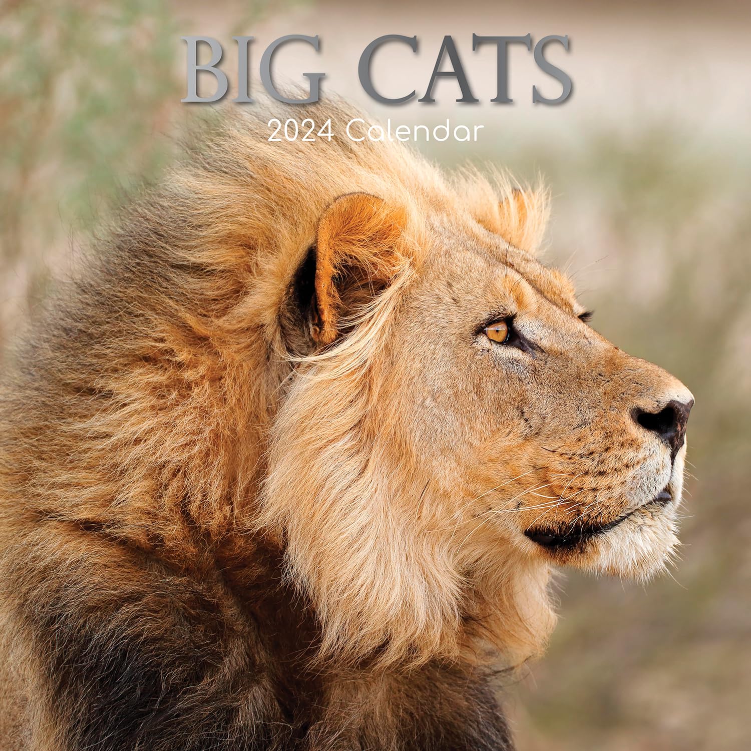 Buy TGSC Big Cats Wall 2024 16 Months Monthly 2023 & 2024, Family