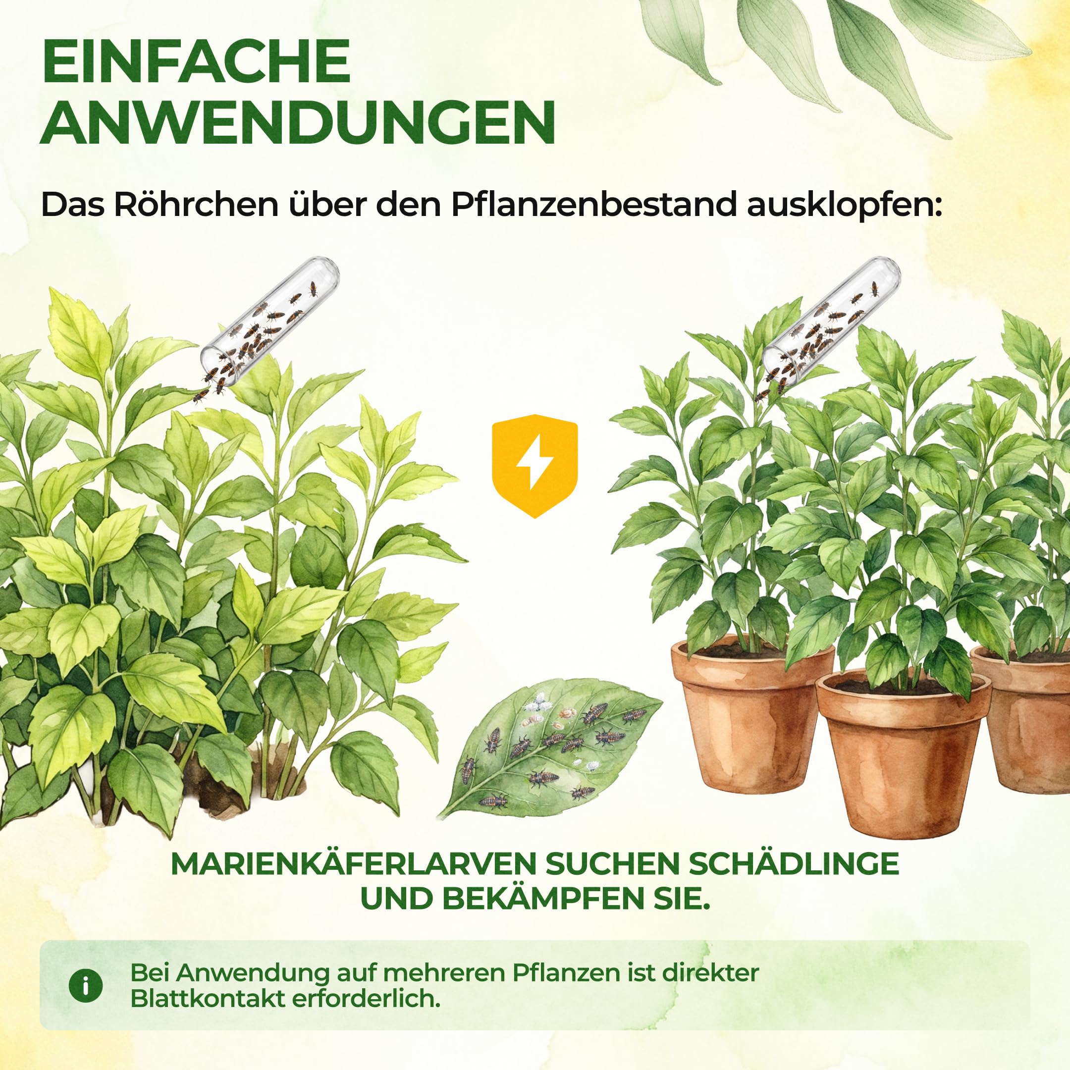 GREEN GUARDIA Australische Marienkäfer Larven gegen Wollläuse, Schmierläuse & Blattläuse – 3X Röhrchen für 30 m² – Natürliche Schädlingsbekämpfung ohne Chemie