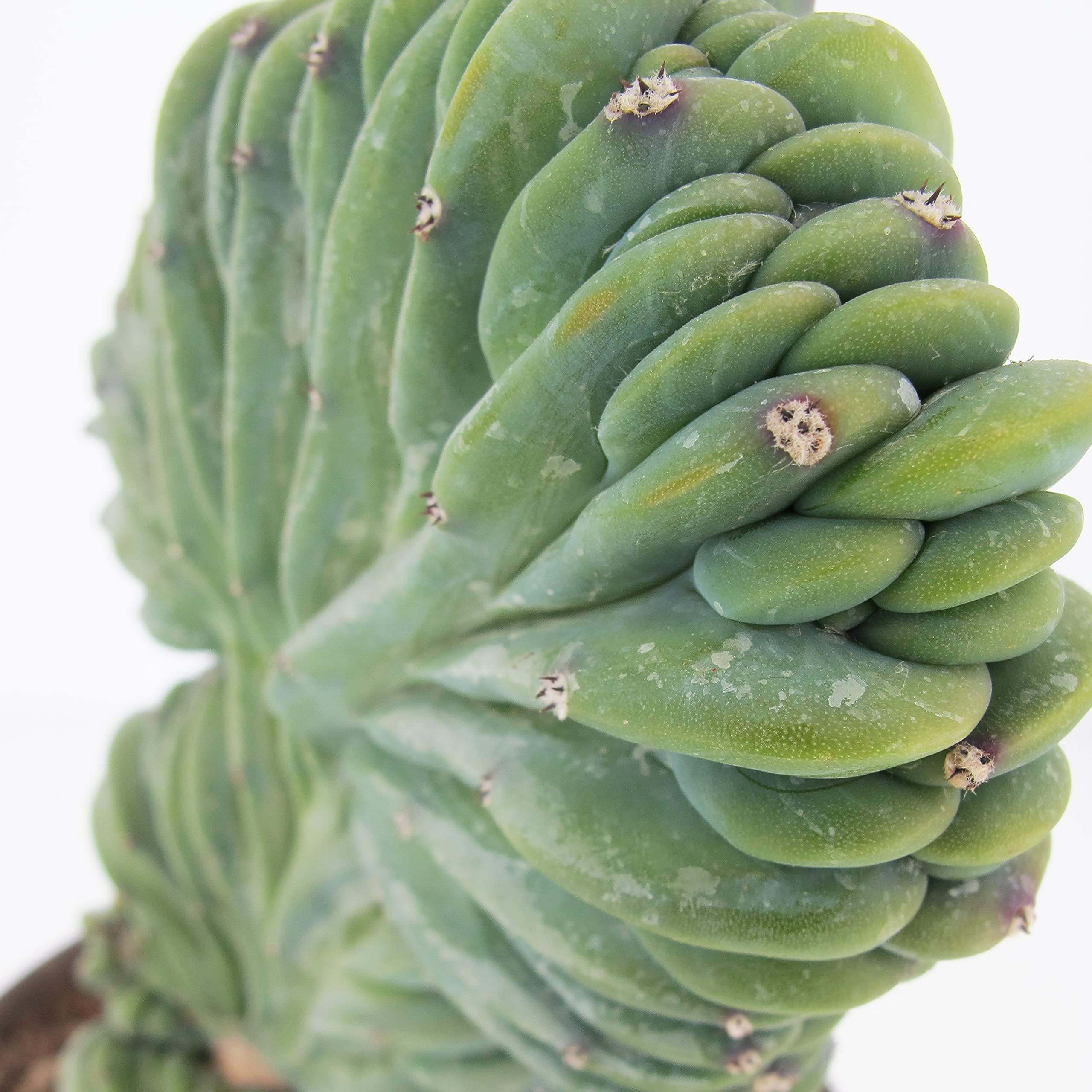 KENTIS - Myrtillocactus Geometrizans Crestato - Piante Grasse - H 25-40 cm Vaso in Terracotta Ø 18cm