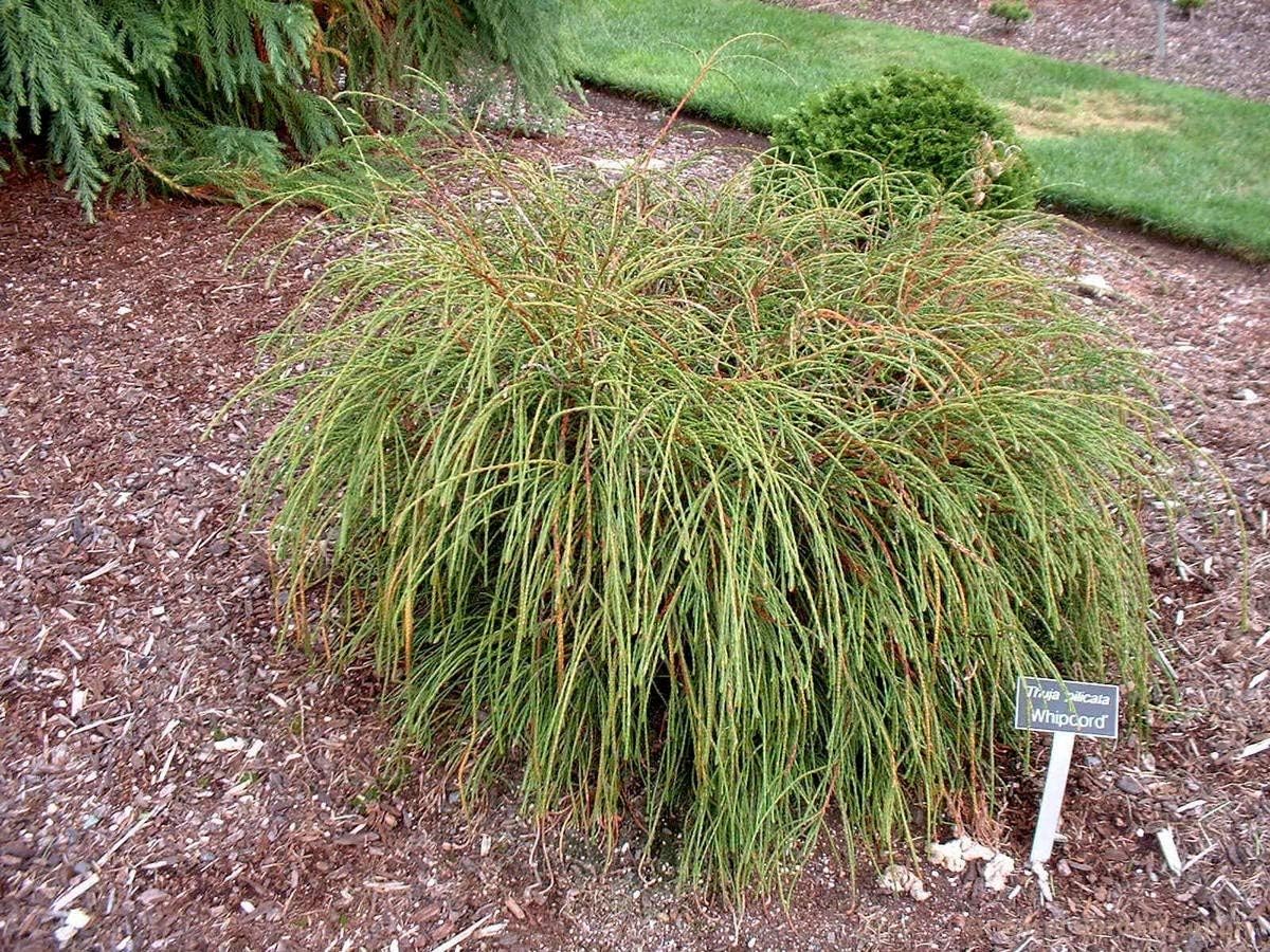 Whipcord Western Red Cedar - Live Plant - Trade 1 Gallon Pot Size (Not for Sale to California)