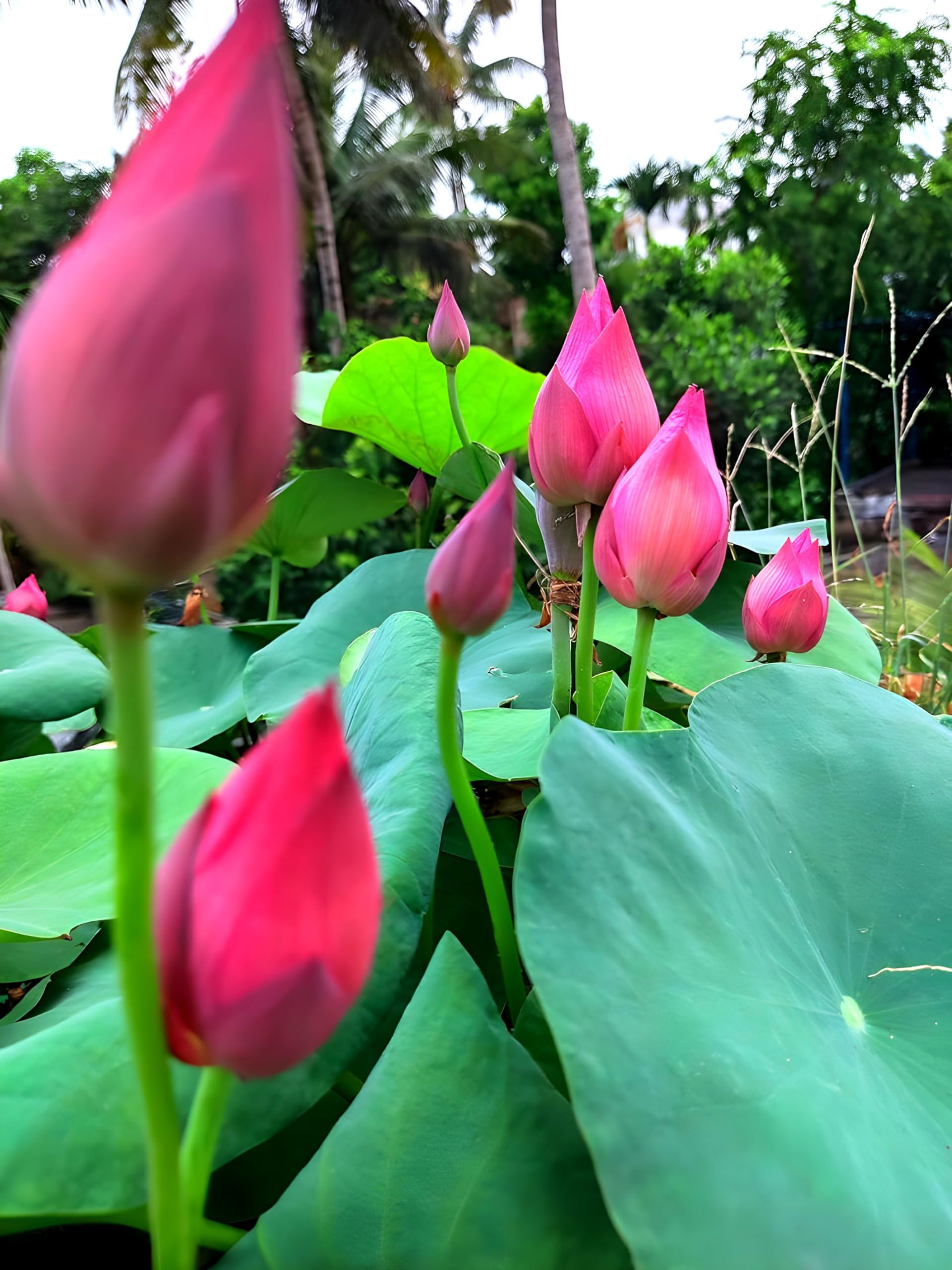 ULTIMATED PINK Lotus Live Plant (TUBER/Root) Orginal Variety Guarante Blooming BIG Hybrid Water Lotus For OutDoor & Indoor