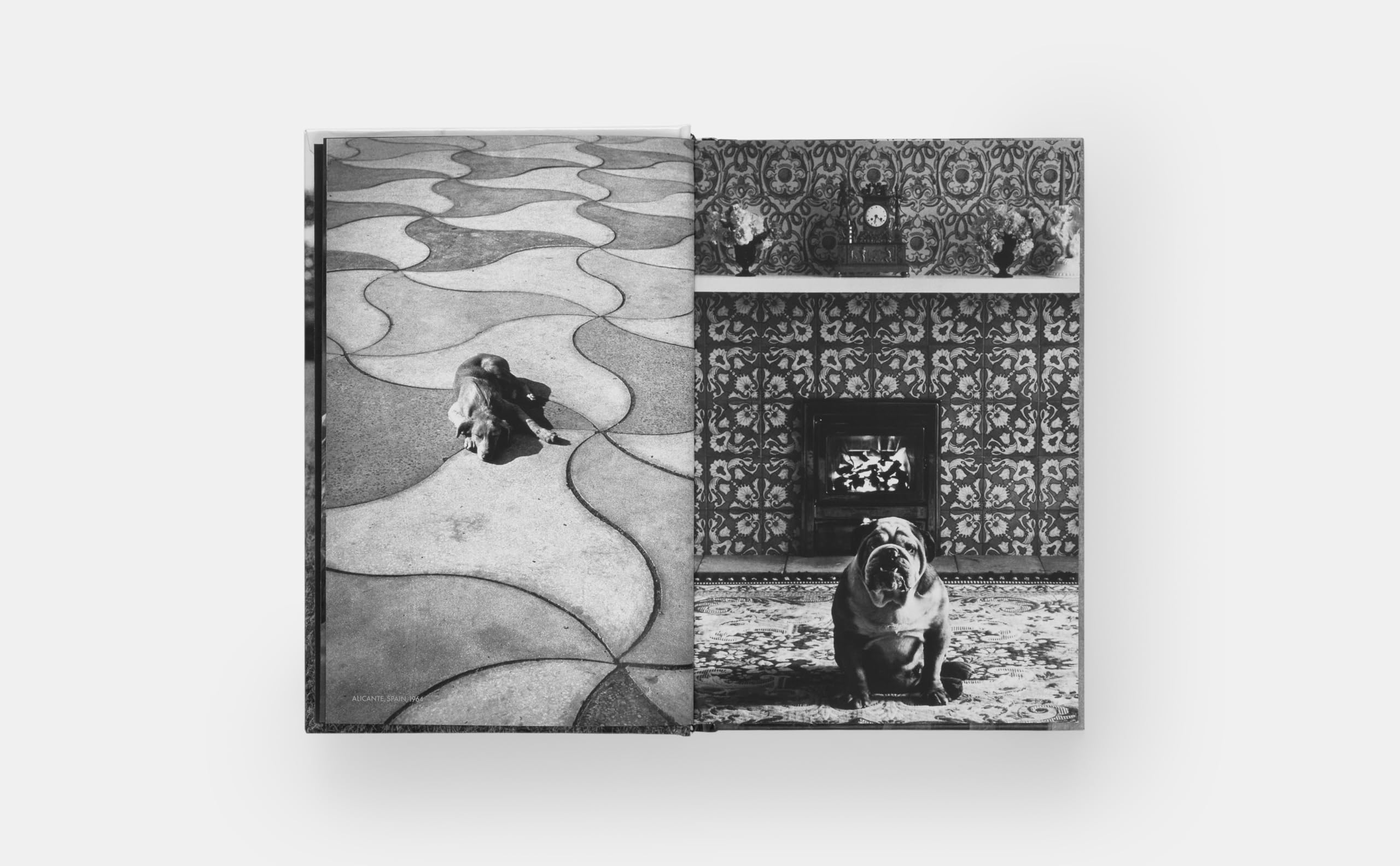 Dogdogs (PHOTOGRAPHY)