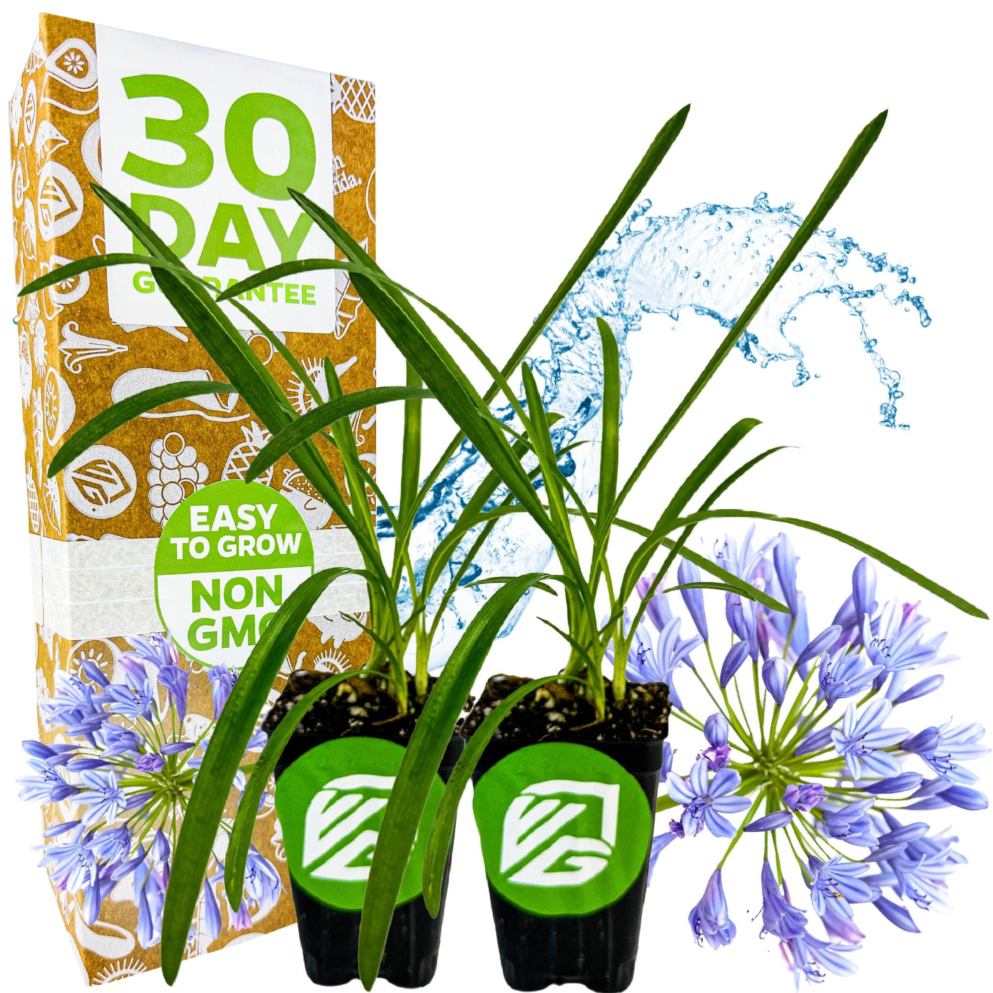 Wellspring Gardens Agapanthus Lily of The Nile Live Plant (2-Pack)