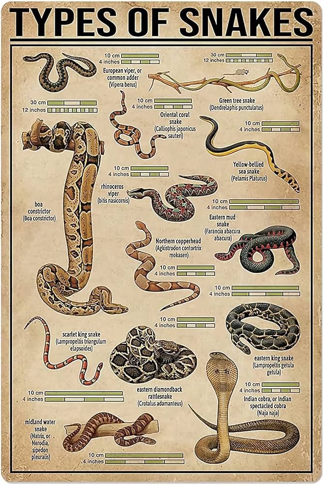 Amazon | 蛇の種類スズマーク知識科学普及ポスターレトロアート