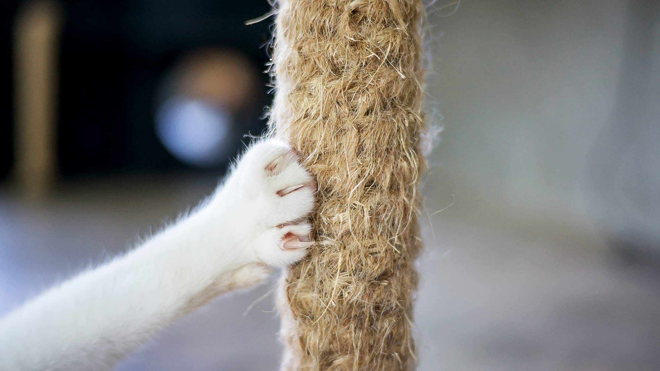 DQ-PP SISALSEIL | 50 m | 10 mm stark | Natürliches Sisal Seil für Kratzbaum Katzenbaum | Kratzseil DIY Fuer Katzen Ersatzteile