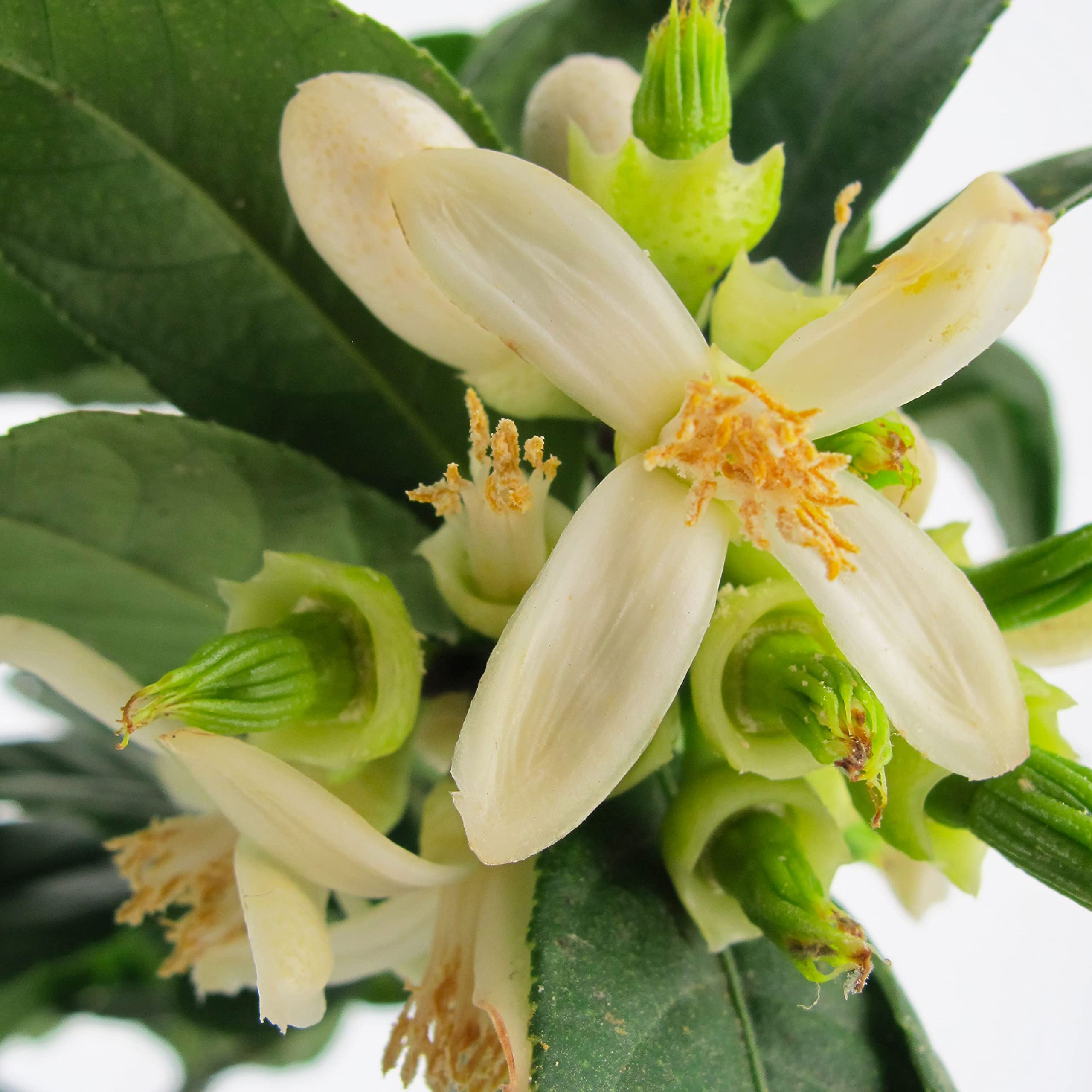 KENTIS - Mano de Buda de Cítricos - Plantas de Cítricos Auténticos - Árboles Frutales de Jardín - Plantas Frutales de Exterior - H 70-80 cm Maceta Ø 20 cm
