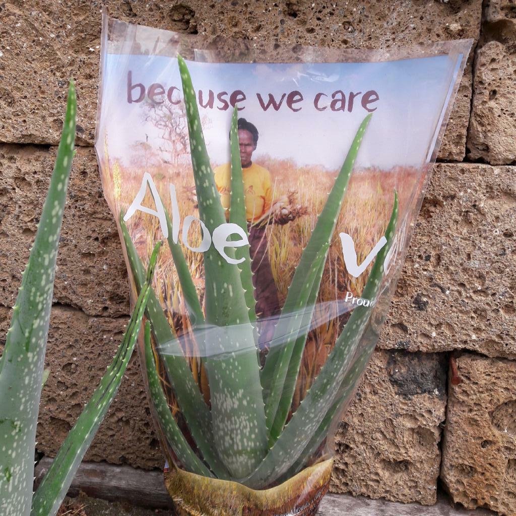 barbados aloe vera gel Anna Lotan Barbados Aloe Vera Gel 625 ml