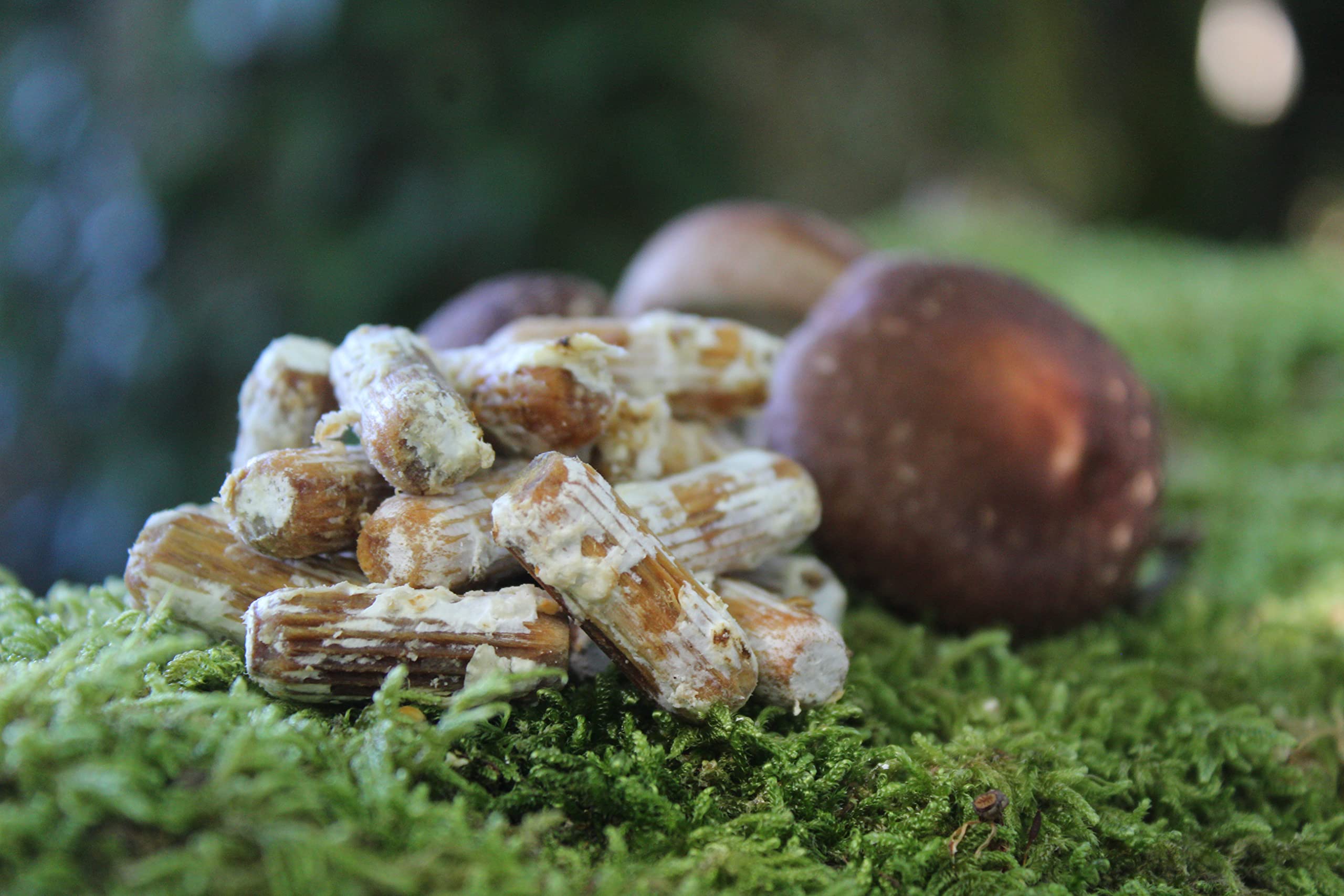 HIFAS - Setas Autocultivo - Autocultivo de Seta Shiitake sobre Troncos de Madera, Perfecto para el Cultivo de Setas en casa o para el Huerto, Mushroom Growing (1000 Uds)