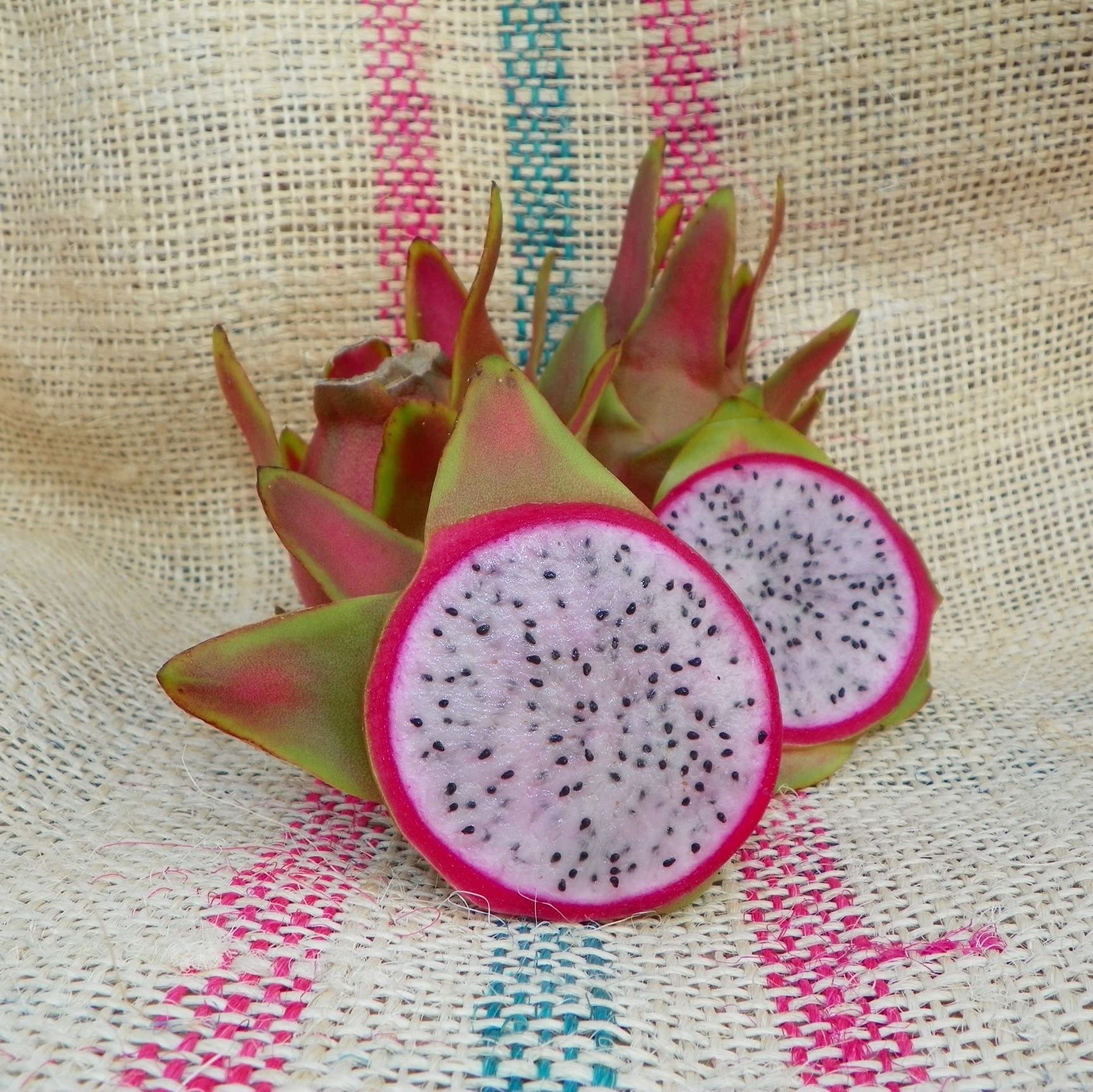 M-Tech Gardens Rare Exotic Dragonfruit Plant ( Maria Rosa - Pink Flesh ) 1 Healthy Rooted Live Plant