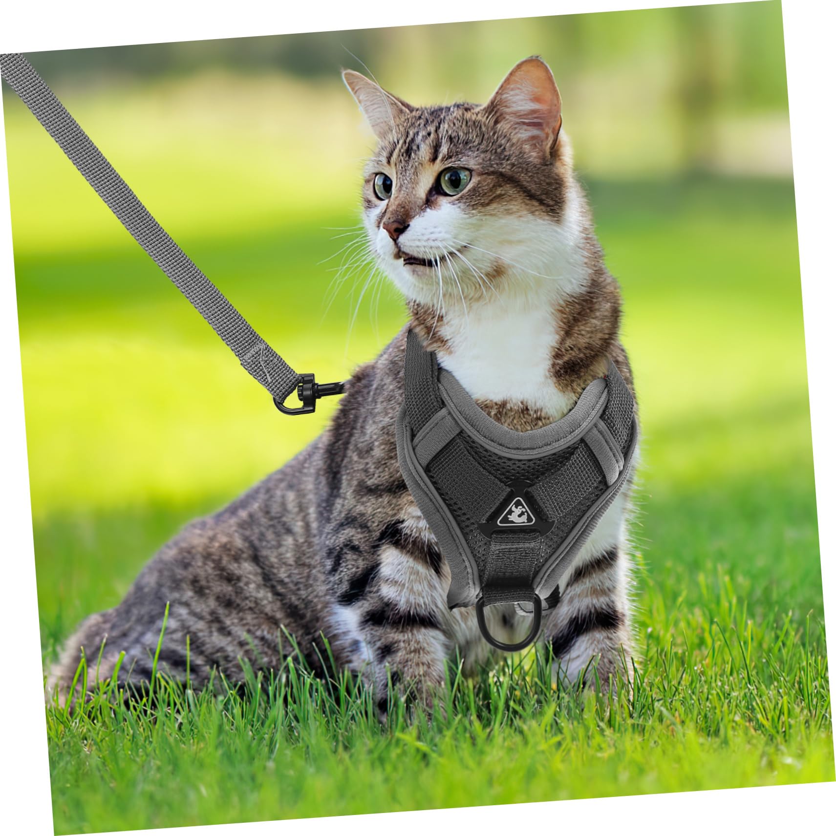 BESPORTBLE 5piezas Arnés para Perros Pequeños y Gatos Arnés Reflectante y Transpirable Correa Diseño y Cómodo para Paseos Al Aire