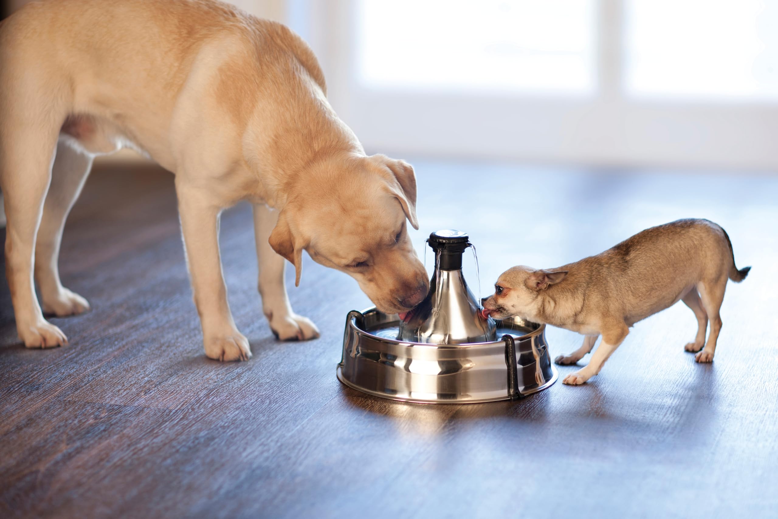 PetSafe Drinkwell - Fuente para Perros y Gatos de Acero Inoxidable - Flujo de Agua Ajustable y Capacidad de 3,8 litros