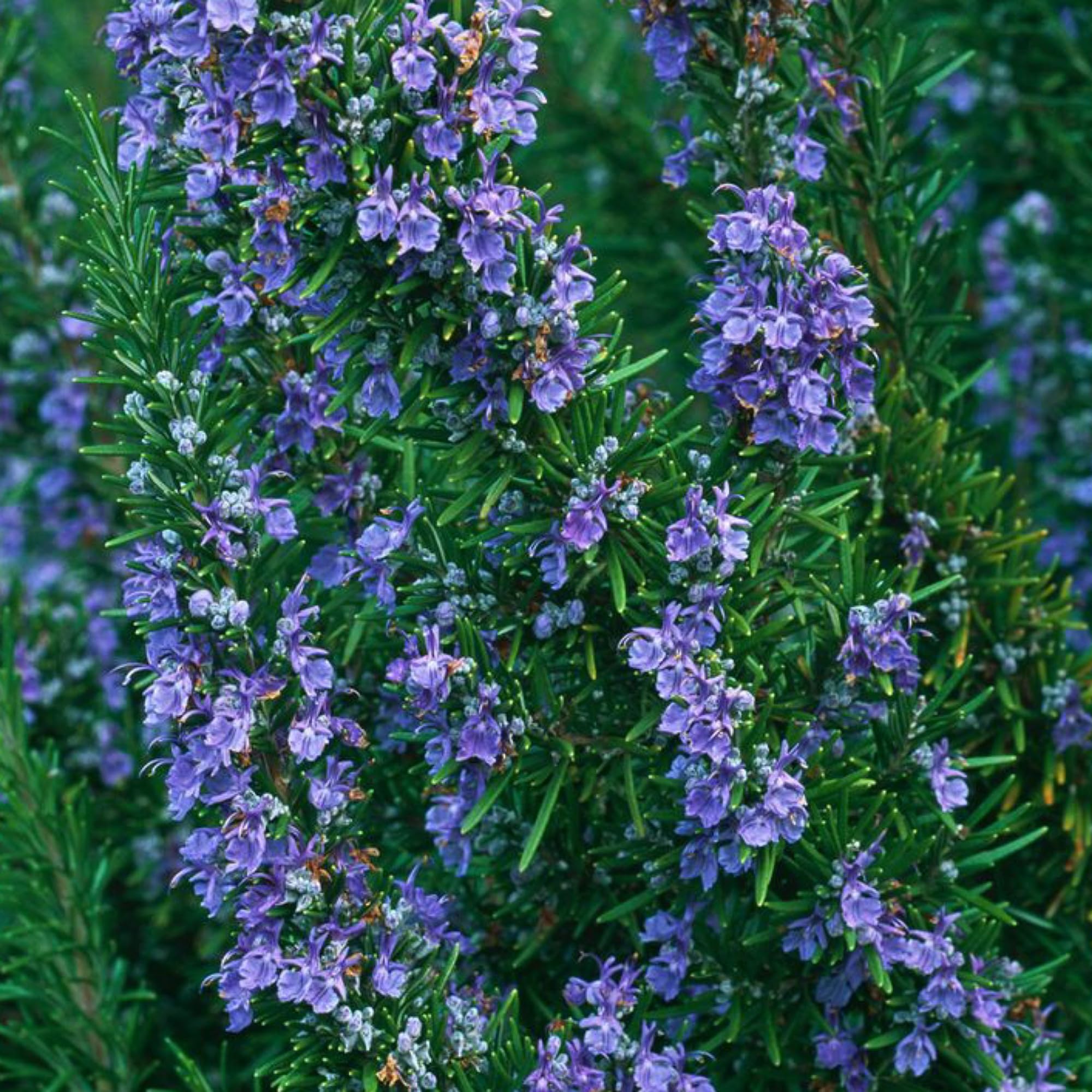 Rosemary Plant Rosmarinus Officinalis Gulmehandi Rujamari Aromatic Organic Medicinal Perennial Herb Live Plant for your Home Terrace and Kitchen Garden (B0CWHHMFKN) Amazon Price History, Amazon Price Tracker