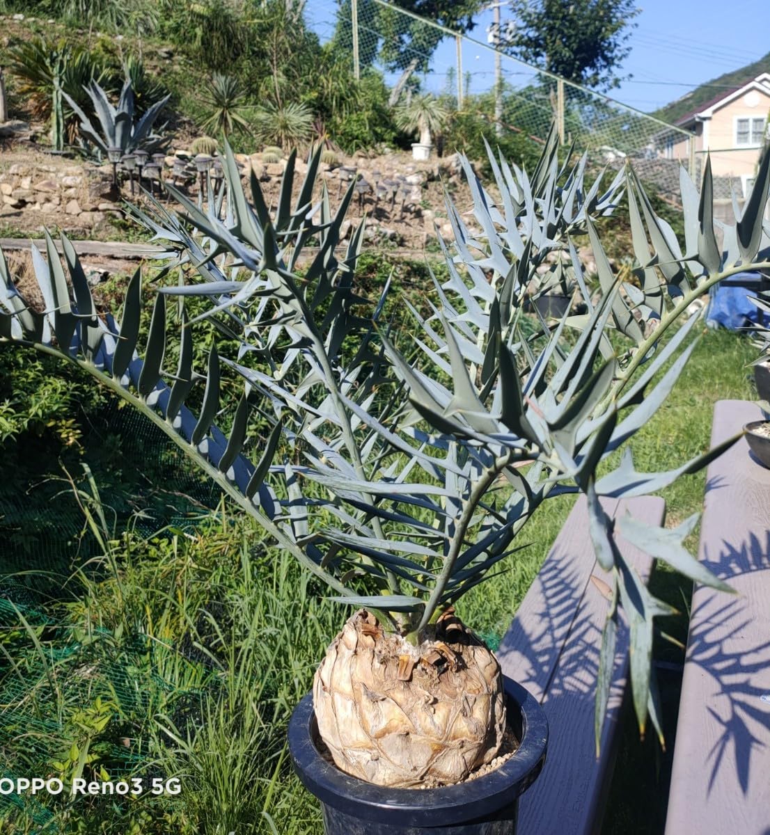 【特大】ユーフォルビア　ブセイドカクタス　高さ60cm　検　パキプス　グラキリス 特大】ユーフォルビア ブセイドカクタス 高さ60cm 検 パキプス