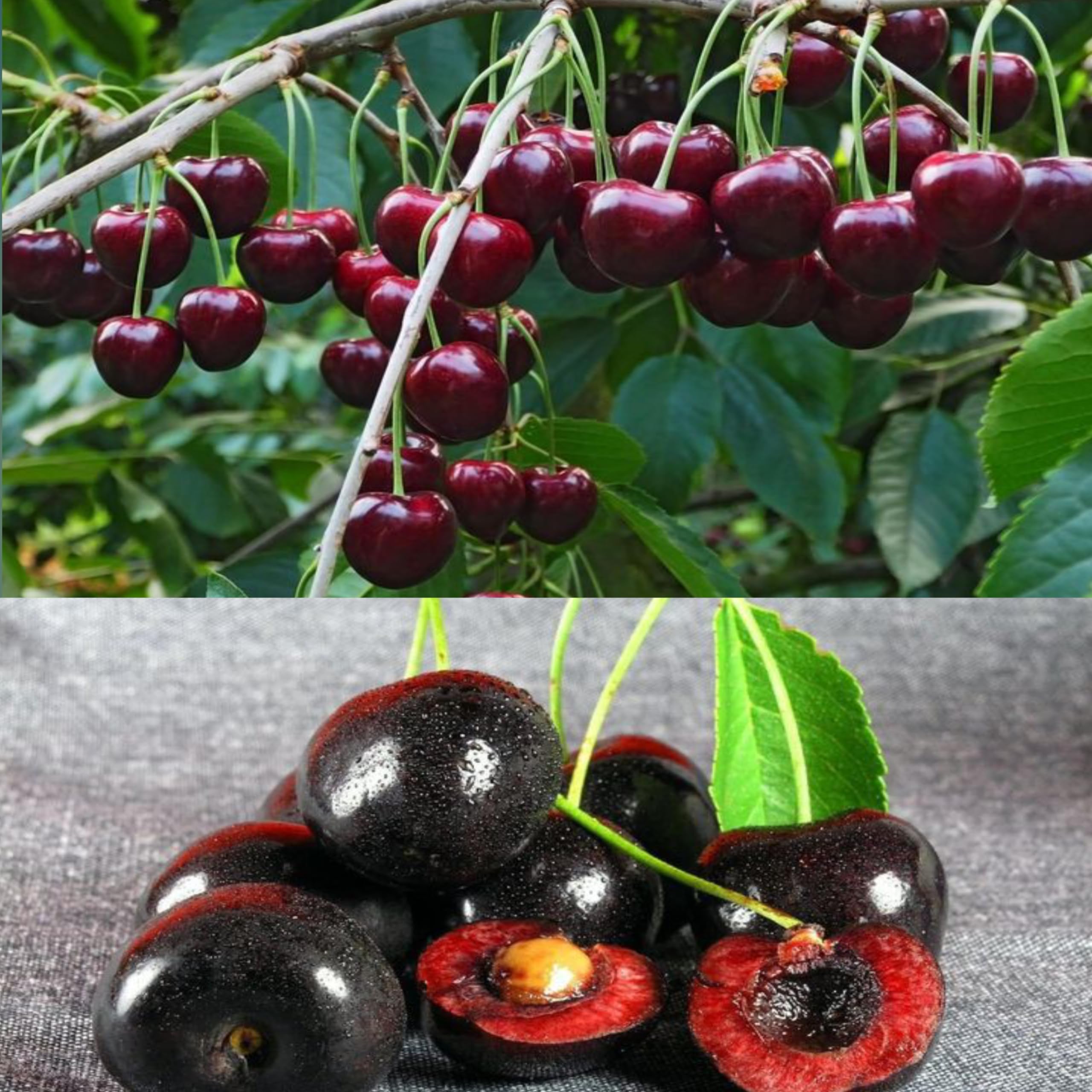 Eroanvia Combo 2 Black Surinam Cherry Plant Live Clone Type Height 2-3 Feet Hybrid Live Super Yielding Early Fruting Black Surinam Cherry Fruit Plant Live Plant For Home Garden (B0CH8MHN2M) Amazon Price History, Amazon Price Tracker