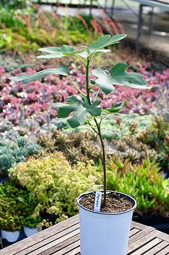Miniatura 6 de Árbol de higo olímpico 3 plantas de iniciación vivas Ficus Carica árbol frutal comestible para el patio y el jardín