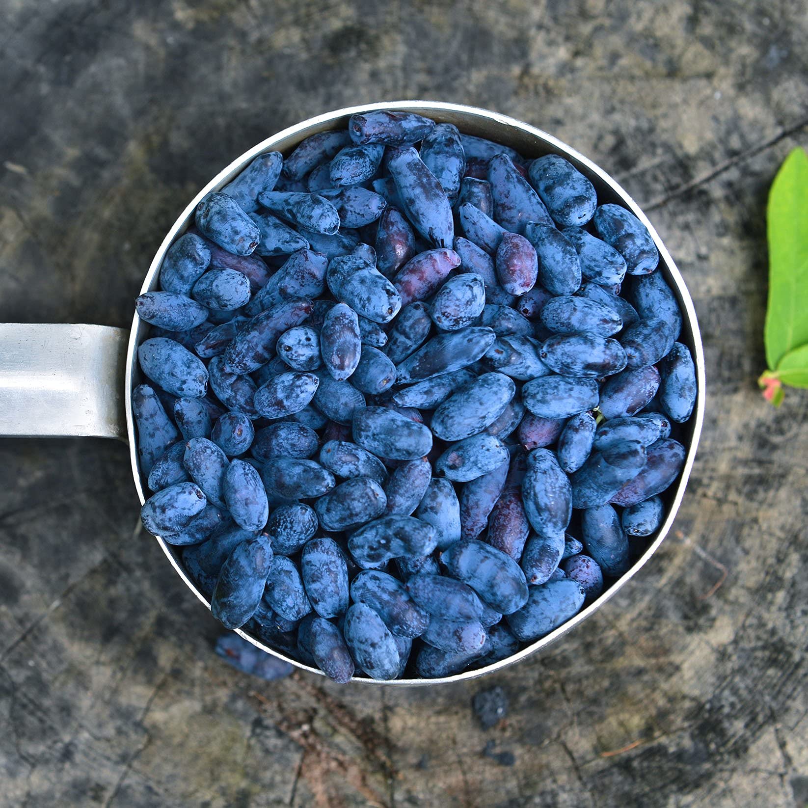 Buy Haskapa Super Berry Powder 100 Natural Vegan Haskap Berries