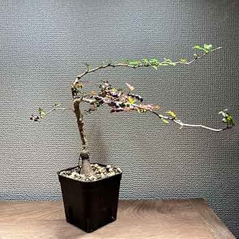 オペルクリカリア パキプス 実生4年 Amazon.co.jp: 特選株オペルクリカリア・パキプス良型 盆栽仕立 実生4