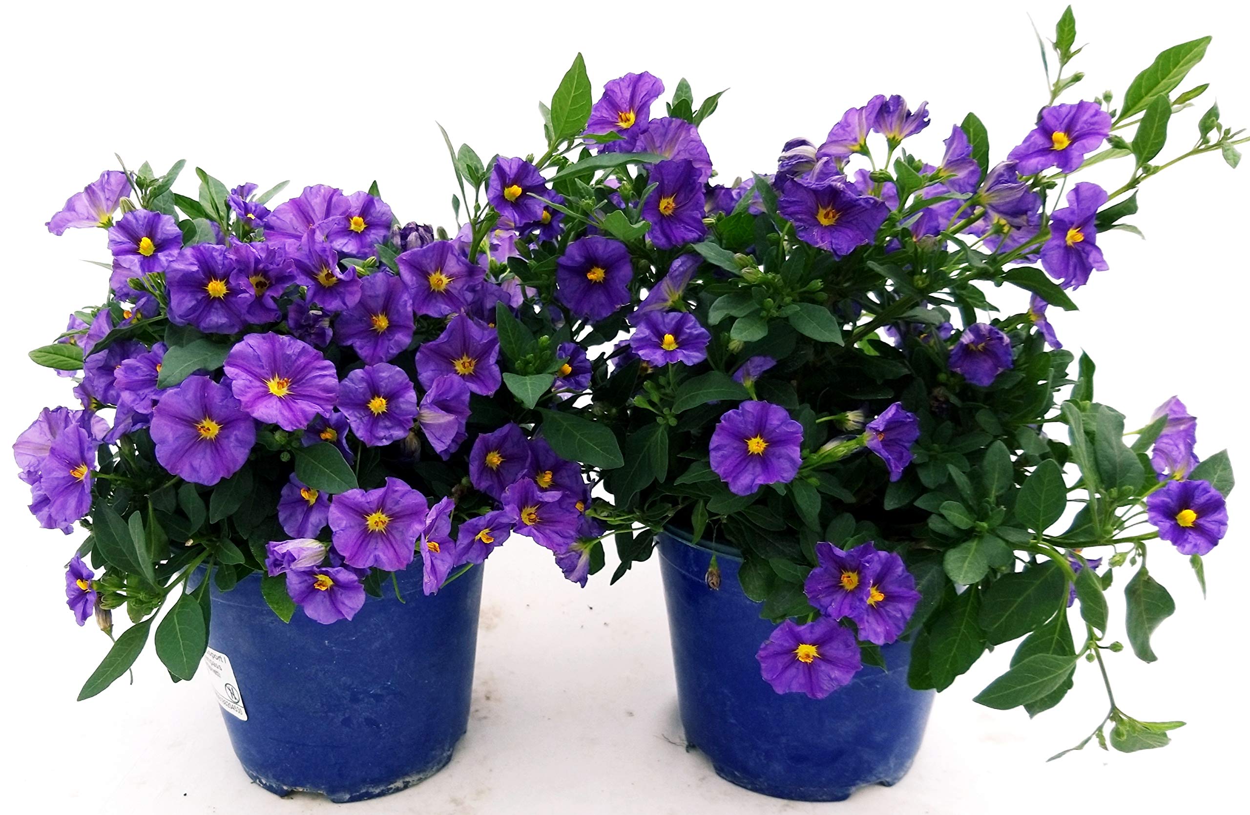 POWERS TO FLOWERS - SOLANUM RANTONETTI, 2 PIANTE, vaso 14 cm, piante vere