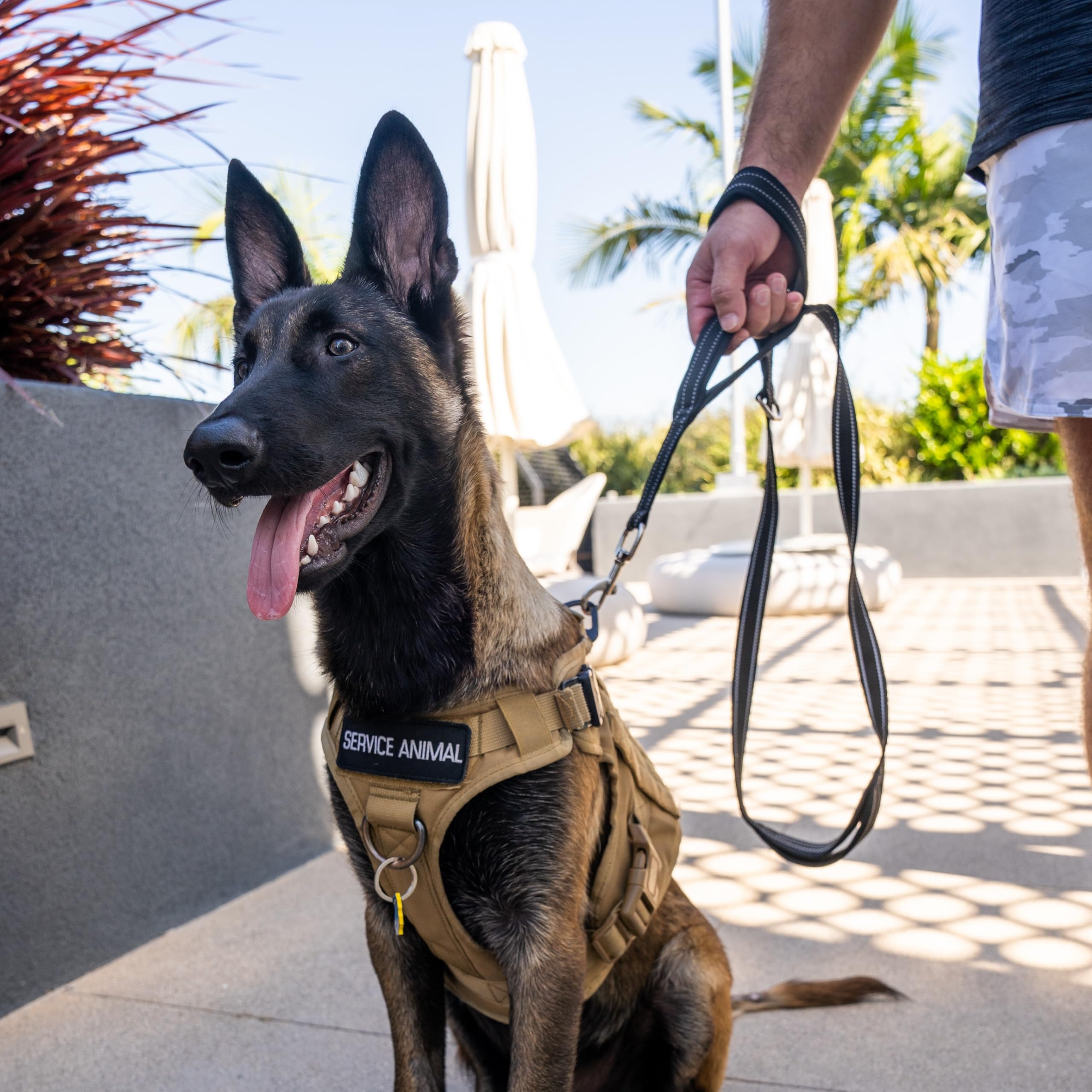 Shed Defender Laisse de 1,5 m - Trois poignées rembourrées - Double épaisseur pour plus de résistance - Coutures réfléchissantes de 1,5 m pour grands et petits chiens - Laisse de dressage (rouge)