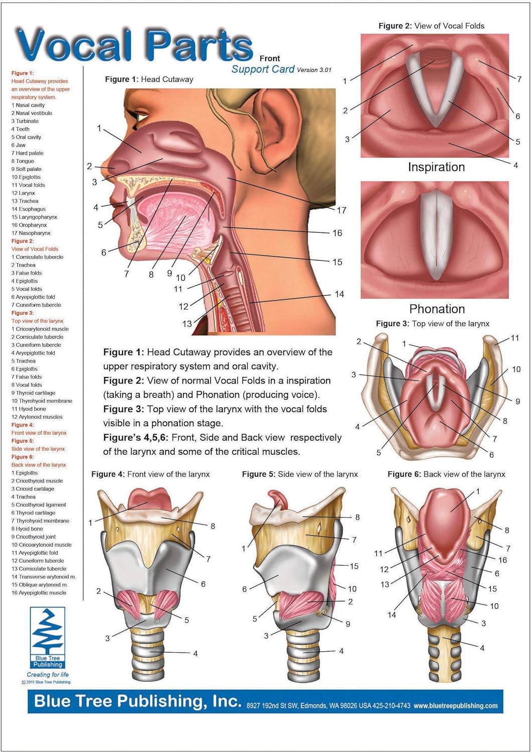 Vocal Parts Insert Clipboard with Larynx and Vocal fold Animation Software