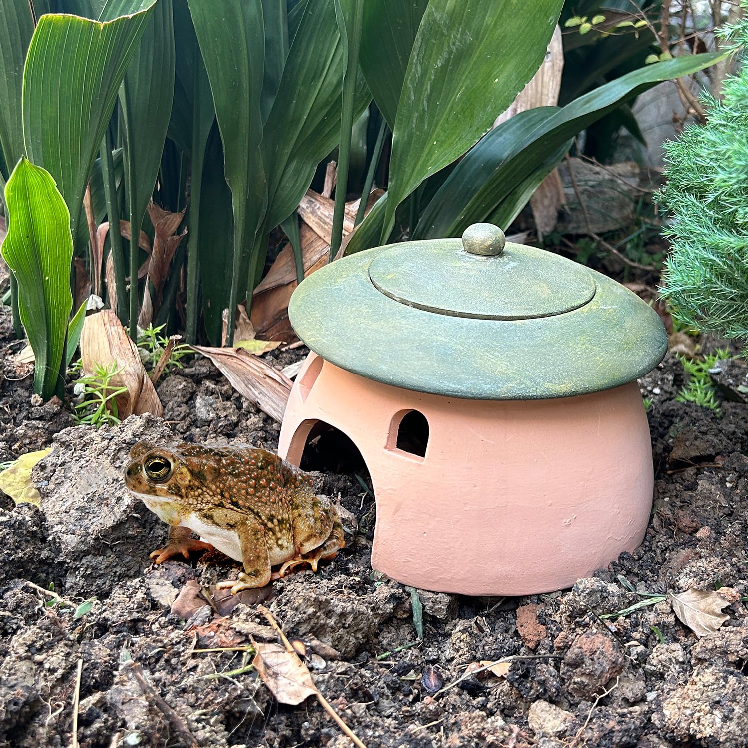Terracotta Toad Outside Garden