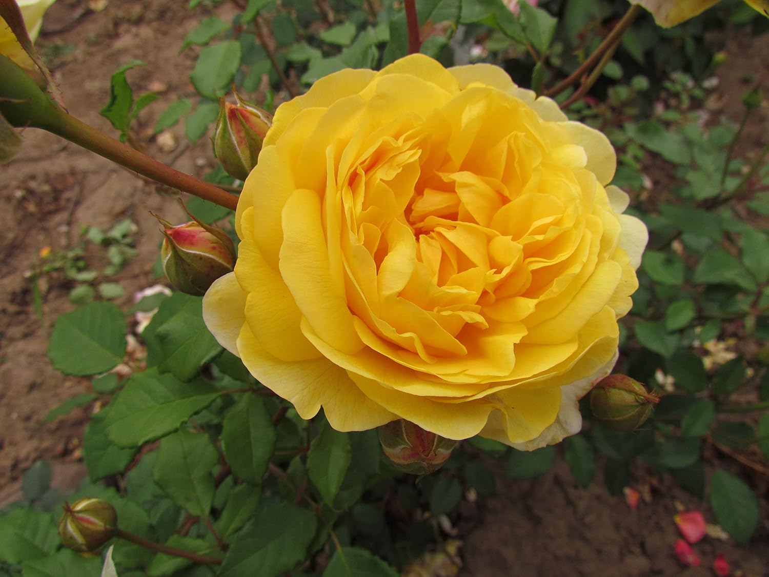 The Poet's Wife - Bareroot David Austin Roses - English Shrub Garden ...