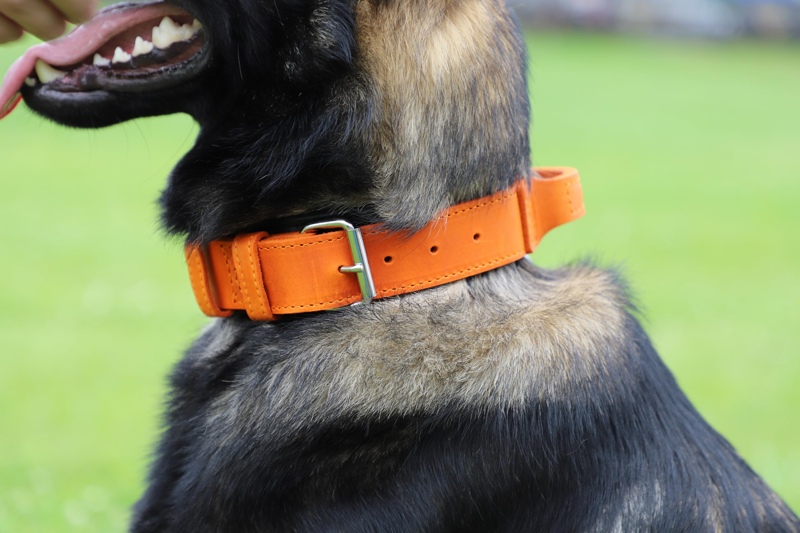 Dingo Gear Collar para Perro Drago de Cuero, Amortiguado con Asa Ancha y Fuerte, Hecho a Mano, Circunferencia del Cuello 40-48 cm, para Entrenamiento y Paseos, Marrón (S03910)