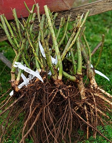 Miniatura 4 de Pink Bloom - Arbustos de rosas trepadoras, planta viva, rosa rosa para plantar, tamaño inicial, 4 a 10 pulgadas de alto