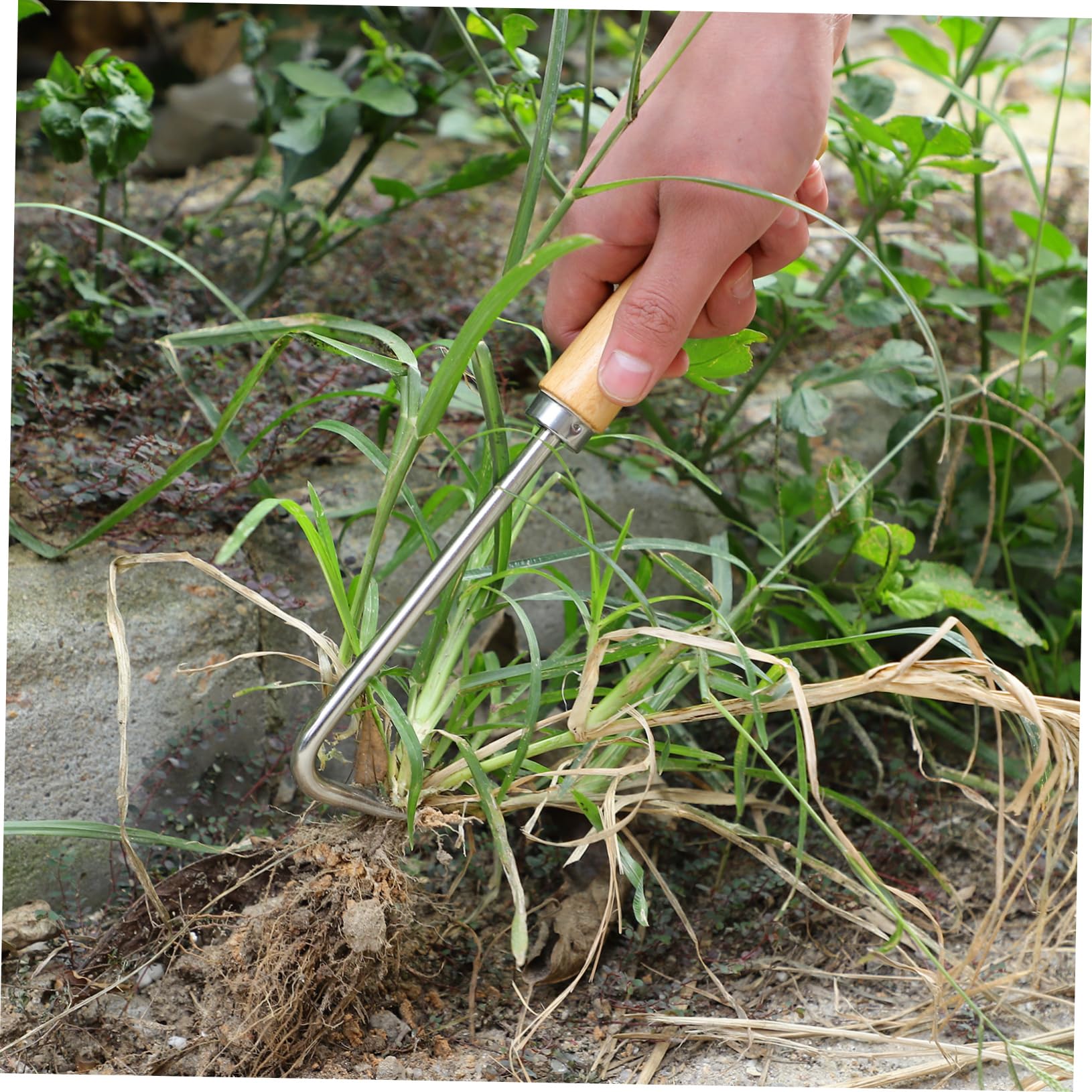 Milisten 4 Stück Hand Unkrautstecher mit Holzgriff Effizientes Entfernen von Ergonomisches Gartenwerkzeug für Müheloses Jäten und Graben für Enge Räume im Garten
