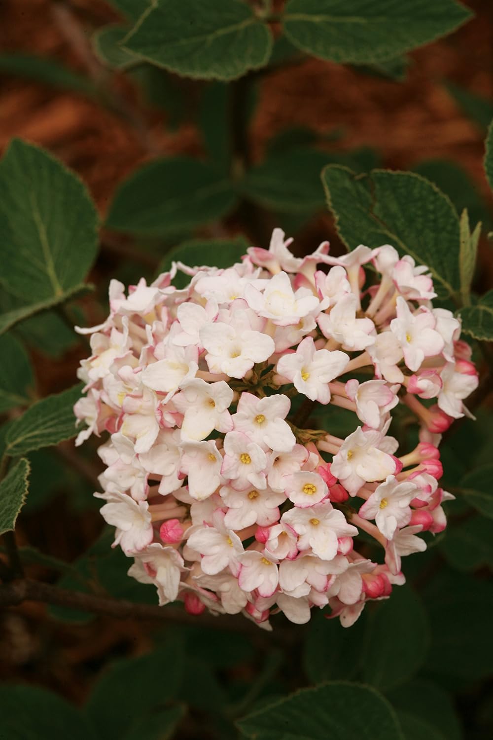 Spice Baby Korean Spice Viburnum (Carlesii) White Flowers, 3 Gallon