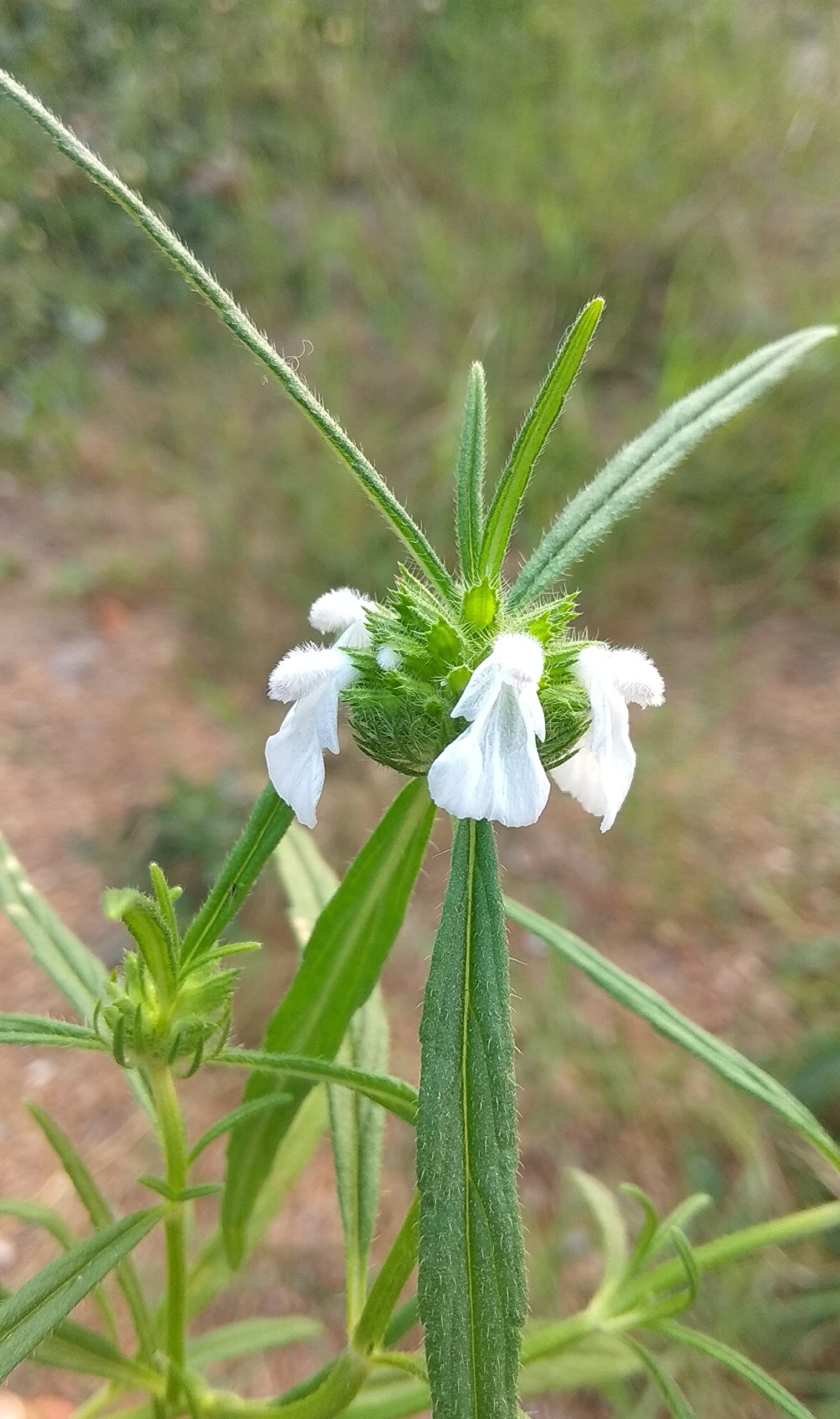 CooPany® Dronapushpi Medicinal Plant Seeds Pack of 30 Seeds (B0BY3DMW1Z) Amazon Price History, Amazon Price Tracker