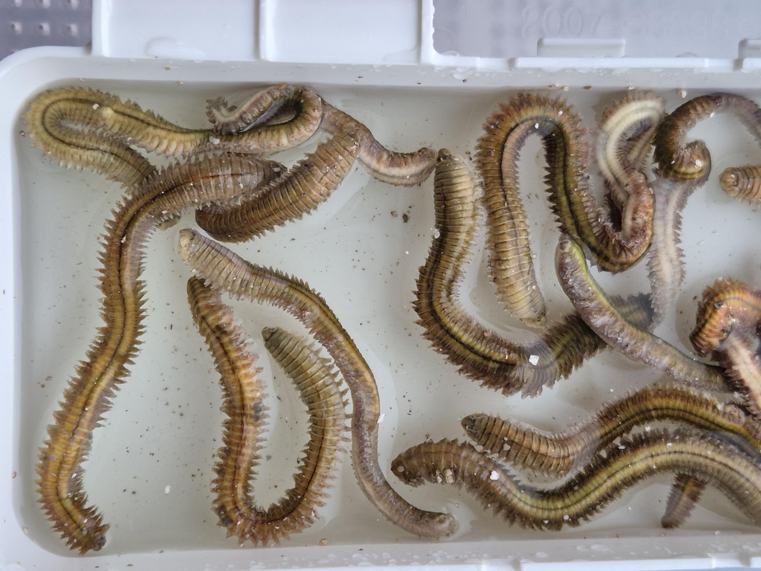 Amazon | クイックベイト 乾燥青イソメ、4個まとめ売り、釣り餌 | ノー