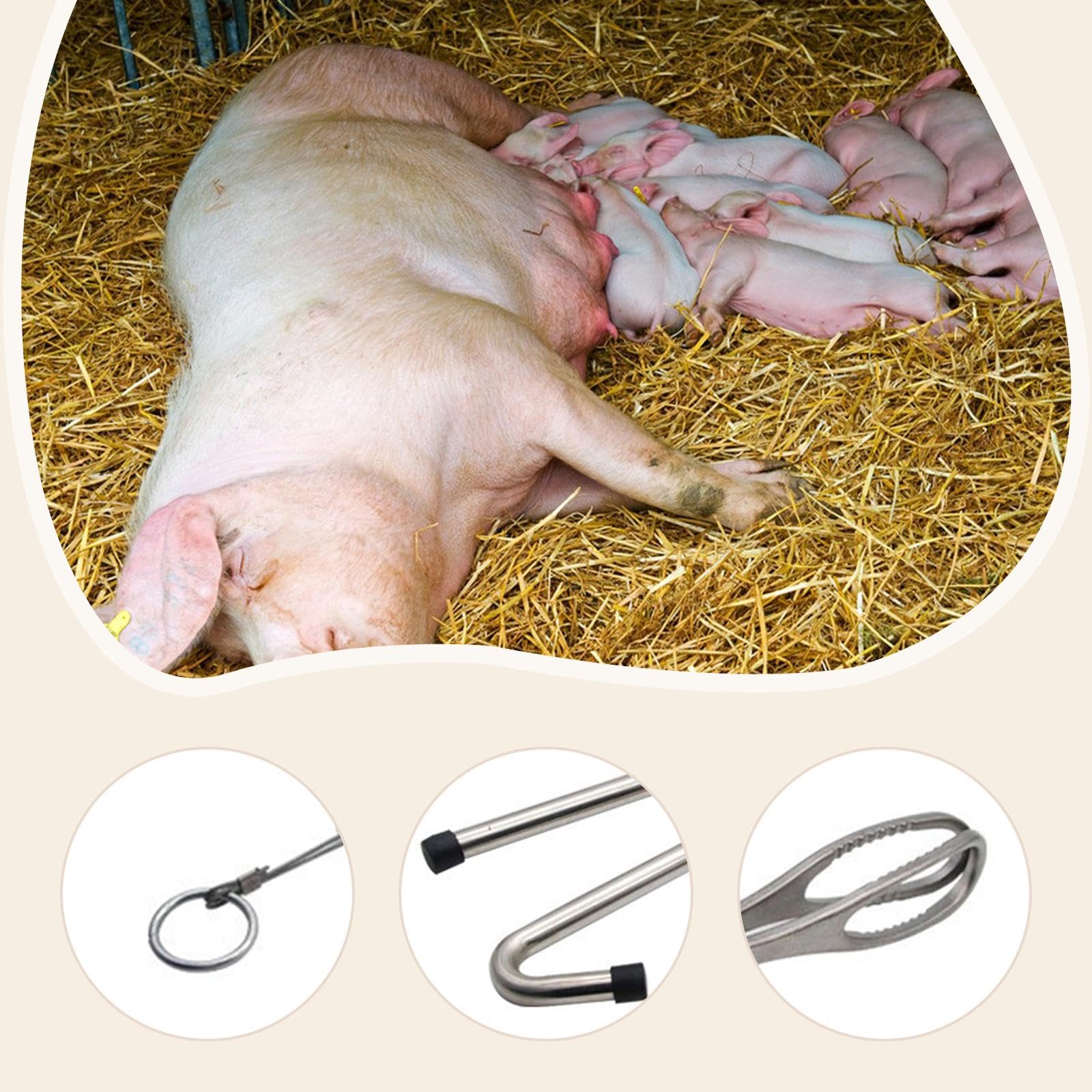 Kit de de Cerdos, 3 Piezas, Equipo Veterinario, Fórceps, Gancho Y