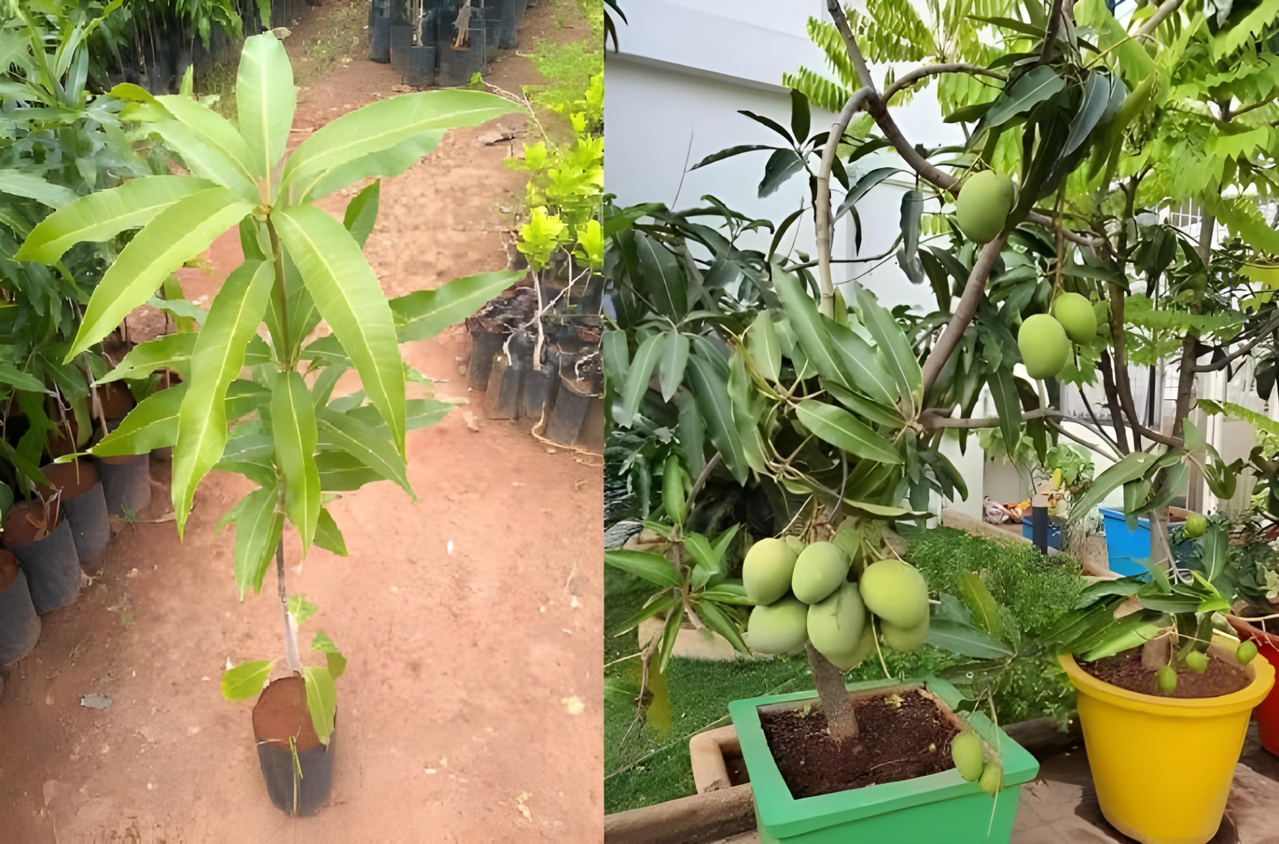 Green View® Amrapali Mango Live Plant | Amrapali Hybrid Dwarf Mango Tree | Grafted Fruit Plant for Home Garden, Pot, Balcony, or Terrace | High Yield Live Nursery Mango Plant