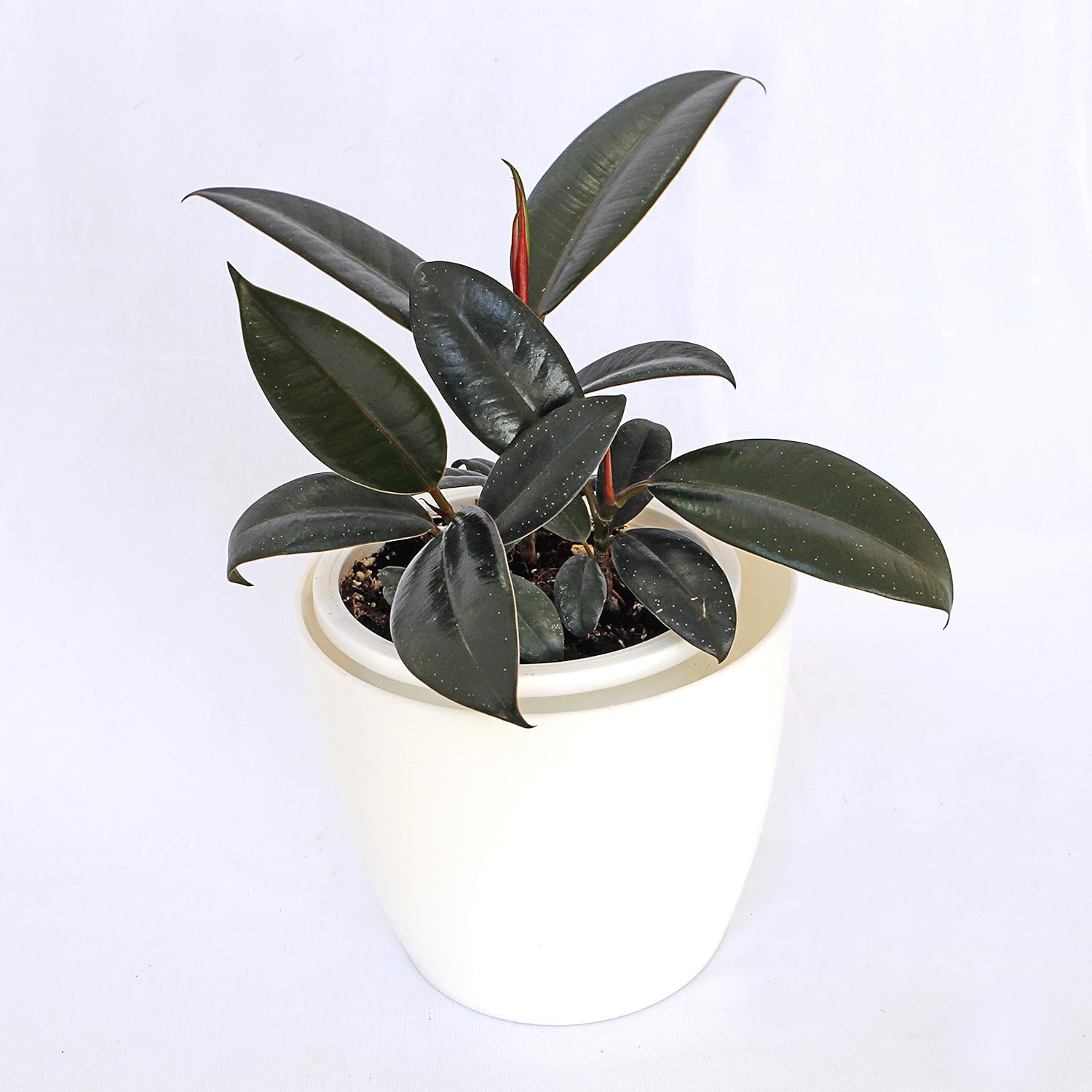 GREEN STEPS RUBBER INDOOR PLANT Amazon.in Garden & Outdoors