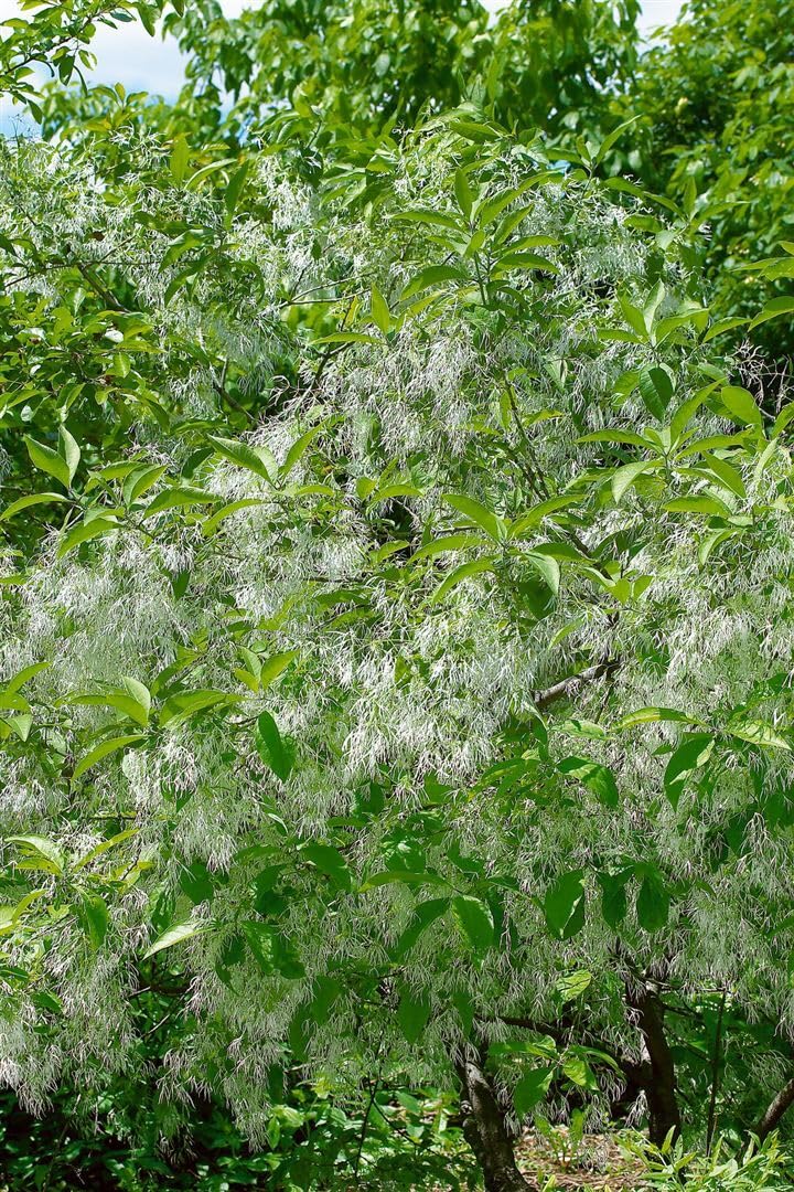 Chionanthus virginicus 30-40 cm – Winterhart, Mehrjährig, Pflegeleicht – Amerikanischer Schneeflockenstrauch – Ziergehölz für Garten & Vorgarten