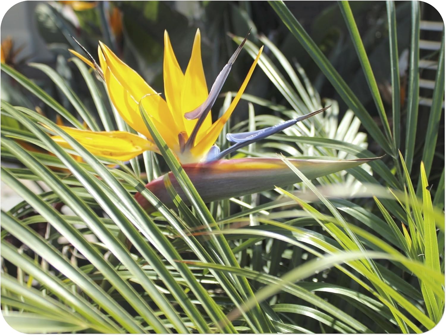 Mandela's Gold Bird of Paradise - Strelitzia Reginae Hybrid - Tropical Live Plant - Bird-Shaped Yellow Blue Bloom Emerald Goddess Gardens - Starter Sz 4 Inch Pot