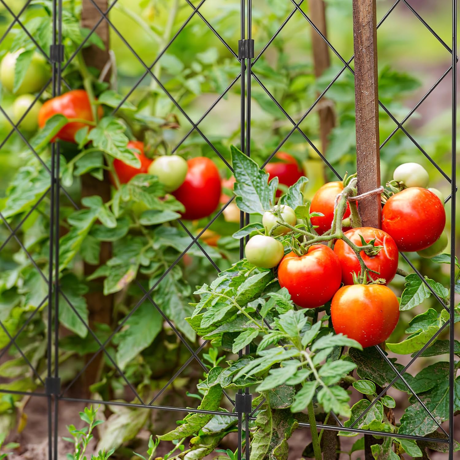 Multifunctional Foldable Iron Plant Climbing Frame Garden Trellis Support Stand for Vine Plants Space-Saving Vertical Pillar for Outdoor and Balcony Gardening