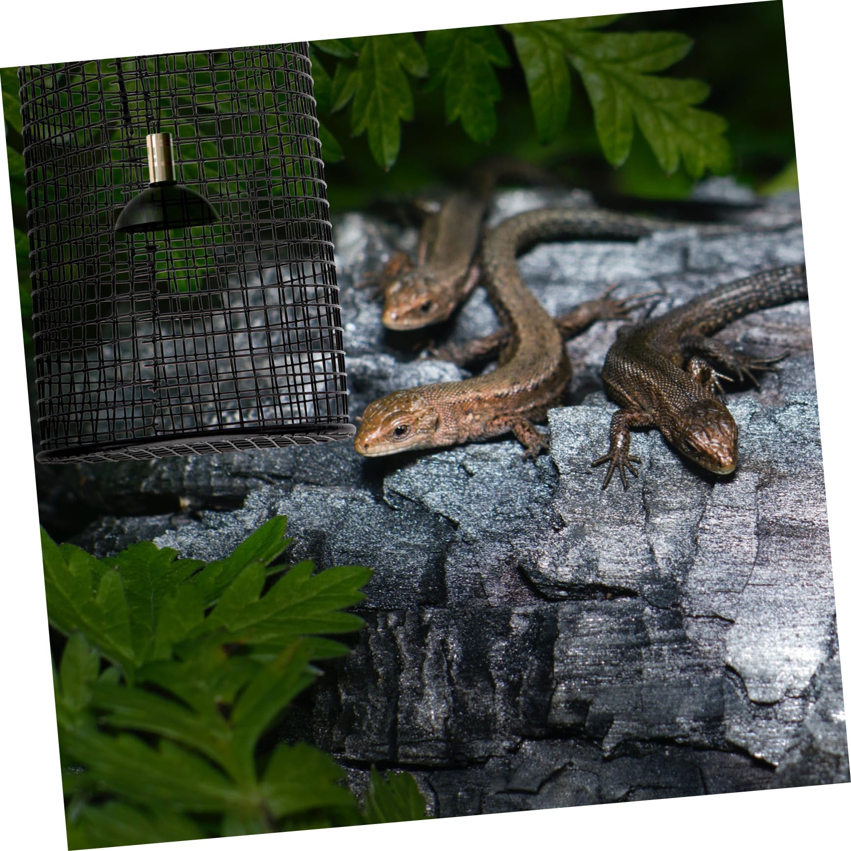 HOMSFOU 2stücke Lampenaufsatz Für Wärmelampe Rund Anti-verbrühung Für Reptilienhabitat Geeignet Für Keramische Heizlampen Tages Und Nachtlampen Schutz Für Eidechsen Schlangen Mehr