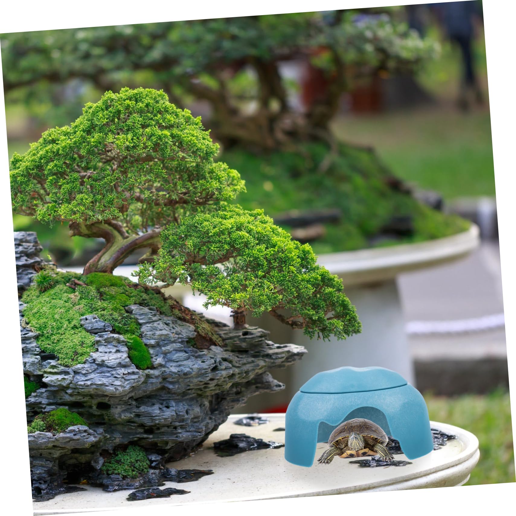 Cave Rettile con Ciotole per Tartarughe di Terra, Casetta Decorativa per Tartarughe e Gechi
