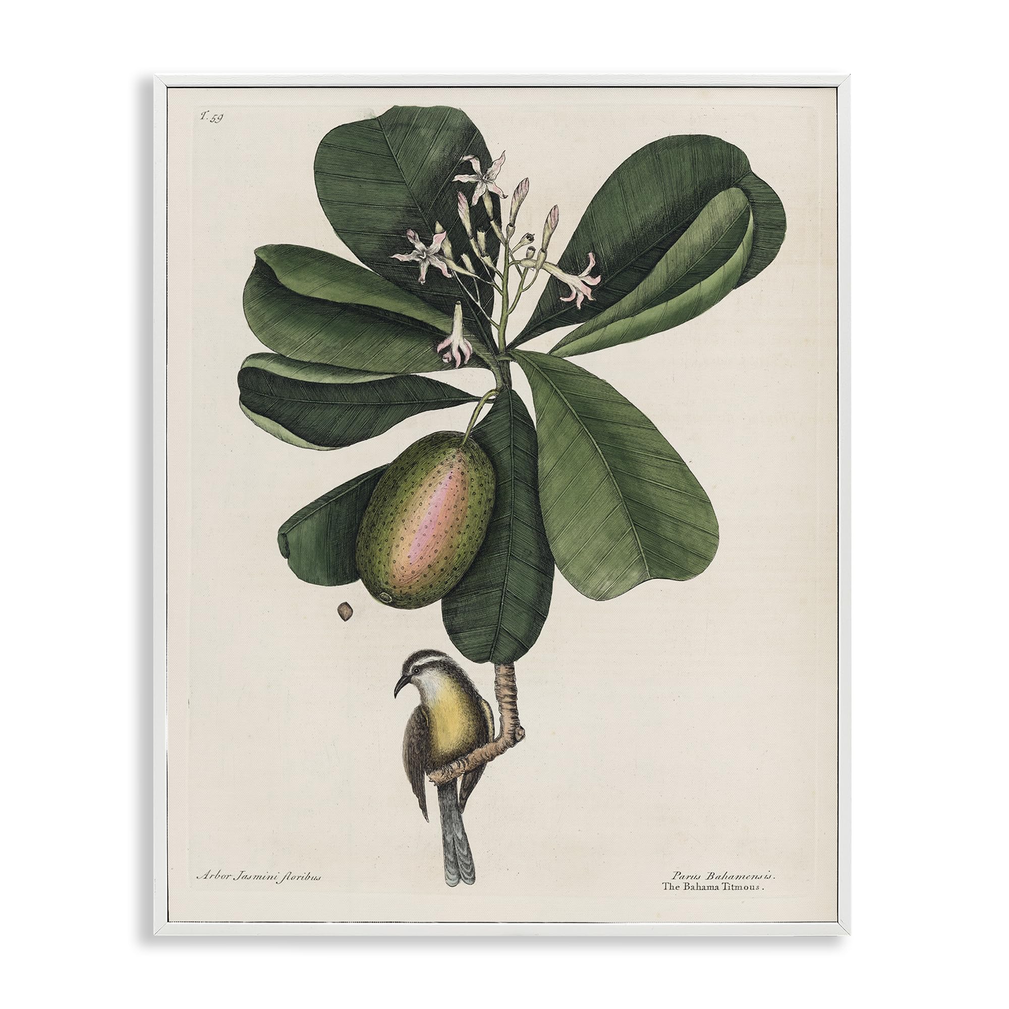 Stupell Industries Coastal White (Textured) 'Catesby Flora & Fauna', Framed Giclee Art, White, 11 X 14 Inches, Easy To Hang And Sturdy, Made In Usa, By Print Collection