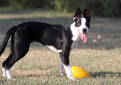 Miniatura 7 de Juguete para perro de Jolly Pets Jolly Egg, M, Amarillo