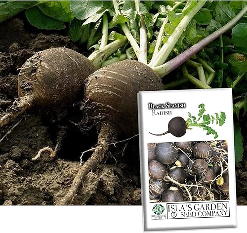 Semillas de rábano "Black Spanish Round" para plantar, más de 150 semillas de reliquia por paquete, semillas de jardín de Isla (semillas de jardín